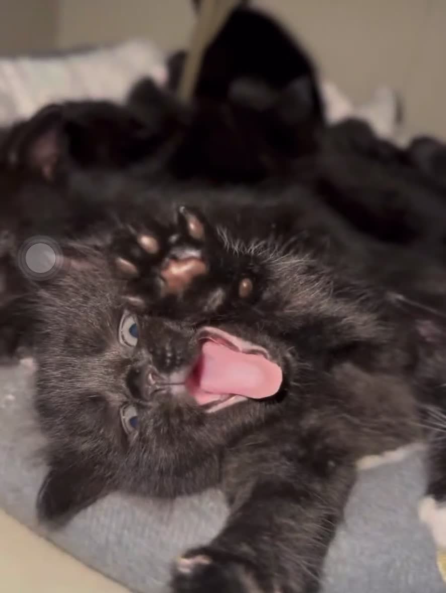 Domestic Shorthair cats for sale: Adorable 6WeekOld Kittens Looking for Loving Home. - Video 1