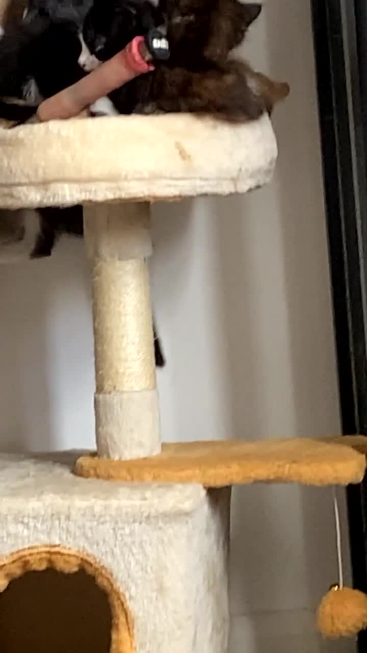 Mixed Breed cats for sale: Ready for forever home 🩵🩷❤️🖤 - Video 1