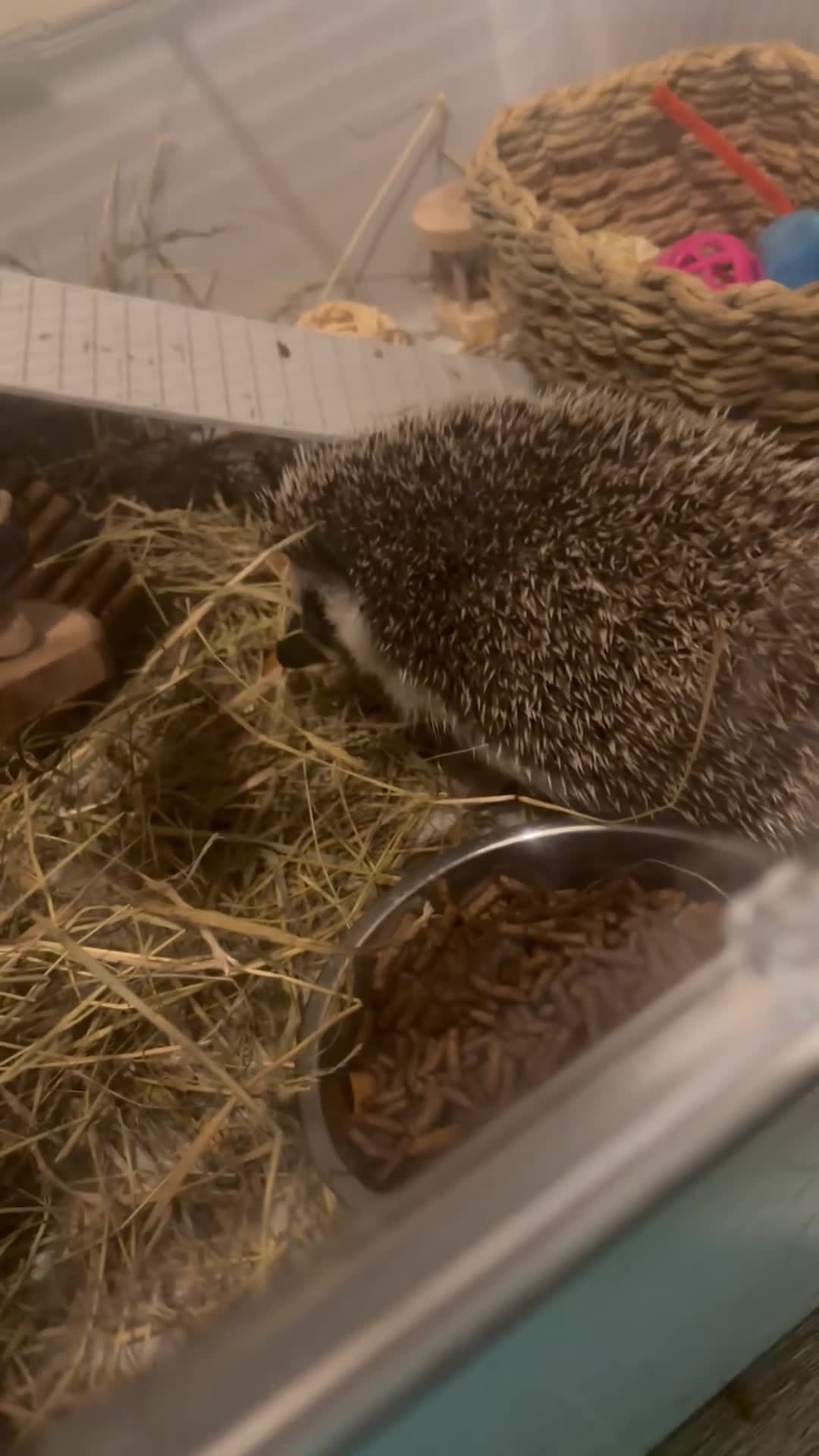 Pygmy Hedgehog rodents for sale: Pair Pygmy Hedgehogs Emergency Rehoming - Video 3