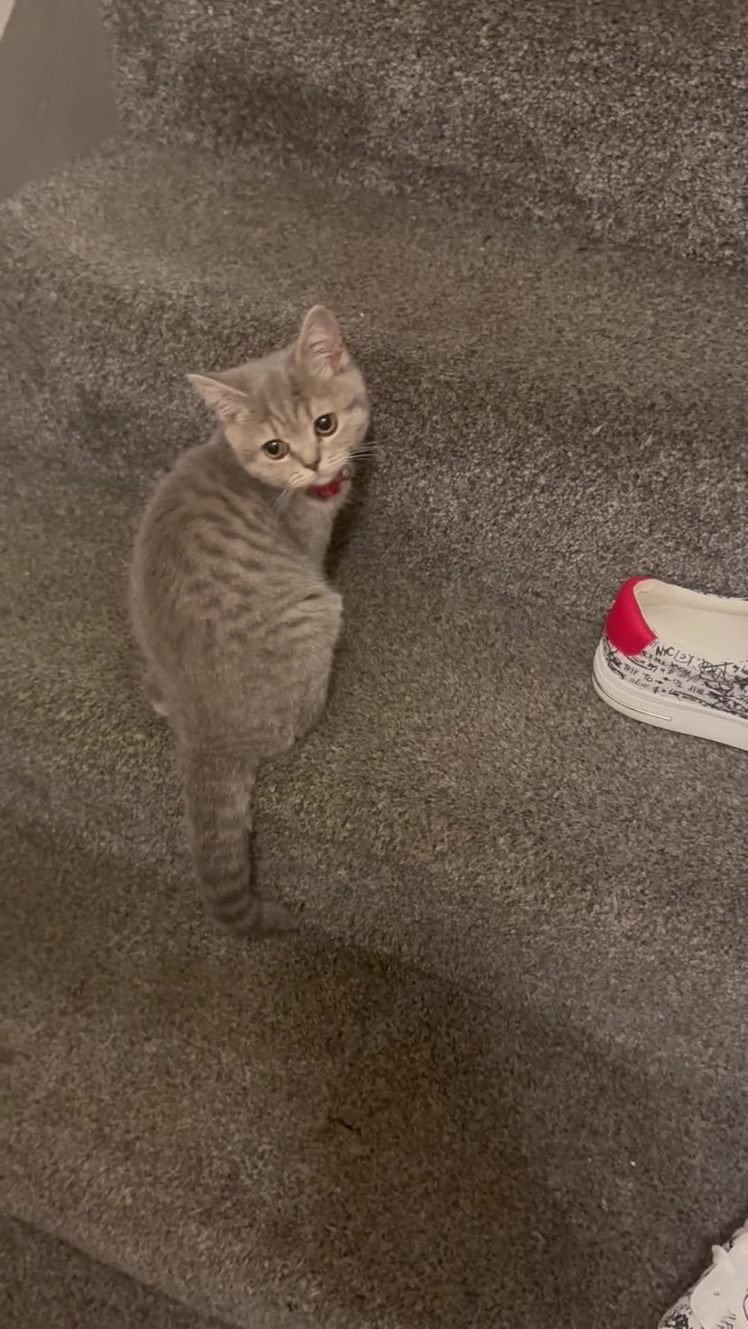 British Shorthair cats for sale:  Broadway Baby13w BritishShorthair,litter trained! - Video 1