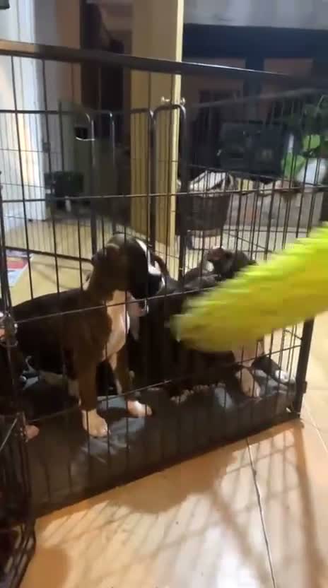 Boxer dogs for sale: KC Registered Boxer Puppies - health tested - Video 1