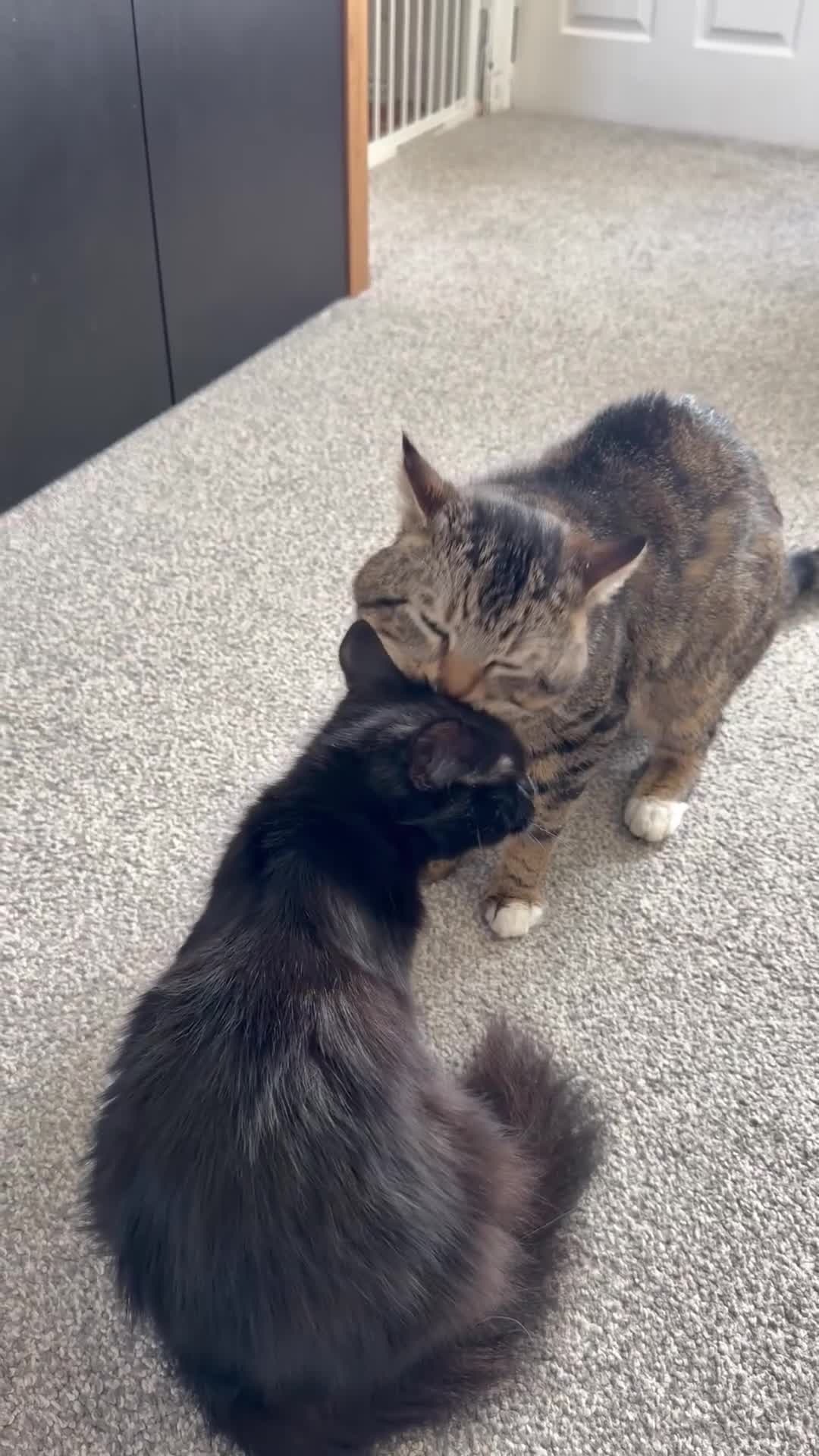 Maine Coon cats for sale: Maine coon x Bombay x Tabby - Video 1