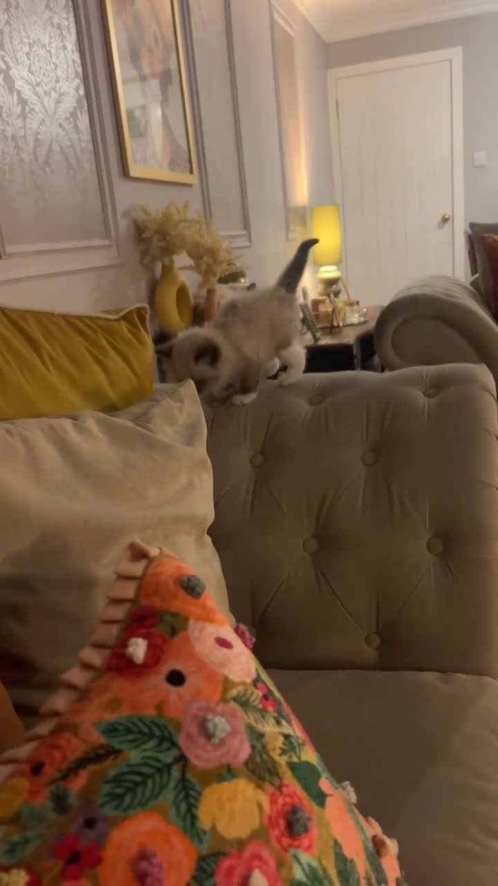 Ragdoll cats for sale: Ragdoll Kitten - Video 1