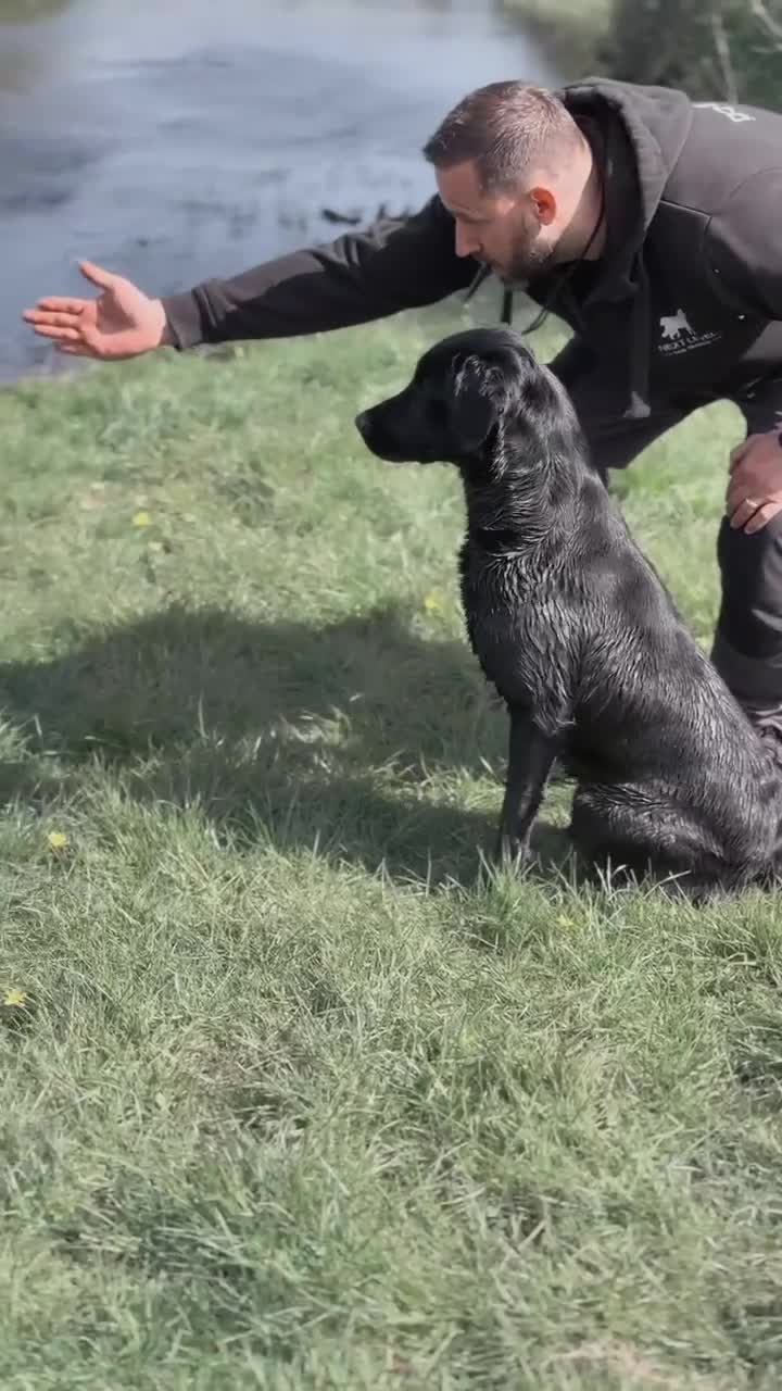 Labrador Retriever dogs for stud: Proven Gorgeous Black Lab in Mansfield - Video 1