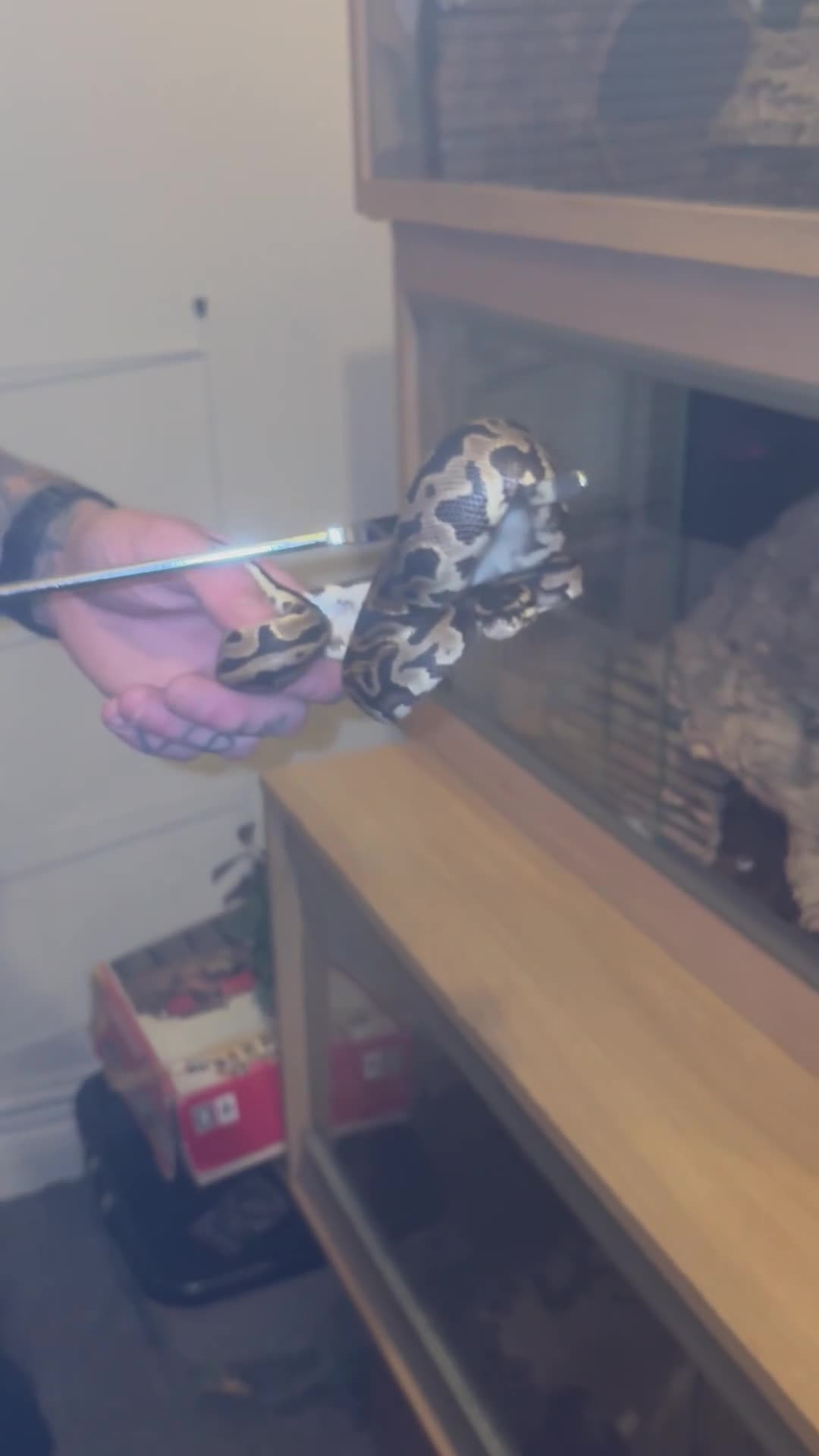 Boa Snake reptiles for sale: Boa constrictor + leopard yellow belly python - Video 1