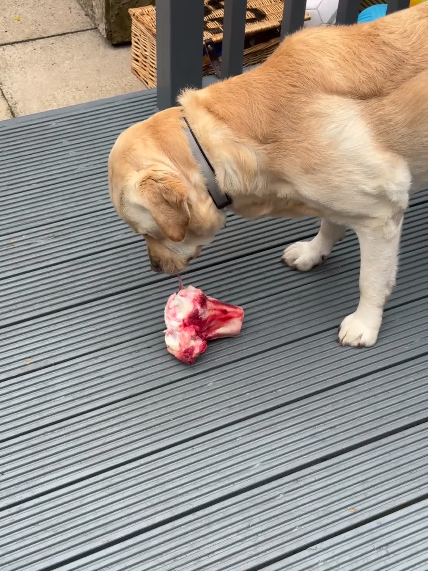 Labrador Retriever dogs for stud: Looking for a female Labrador for stud. in Harrogate - Video 2