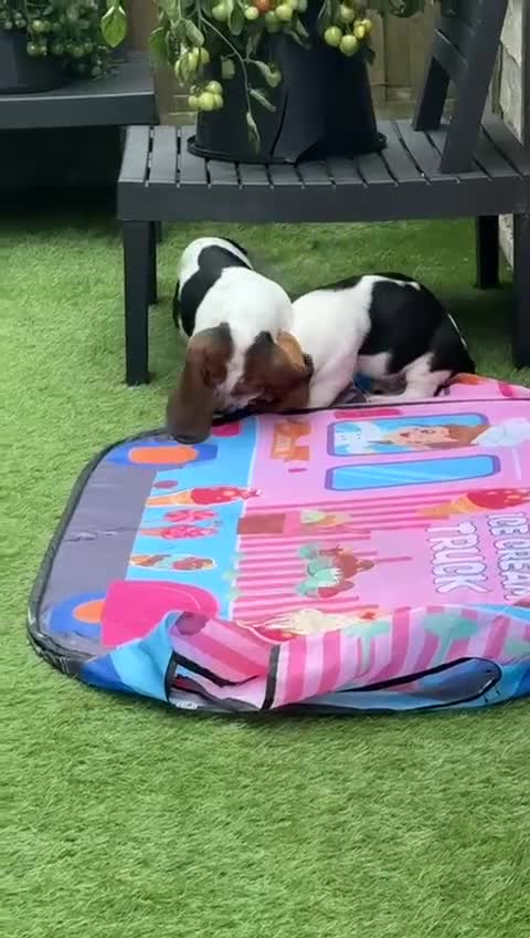 Basset Hound dogs for sale: Bassett Hound Puppies for Sale - Video 1