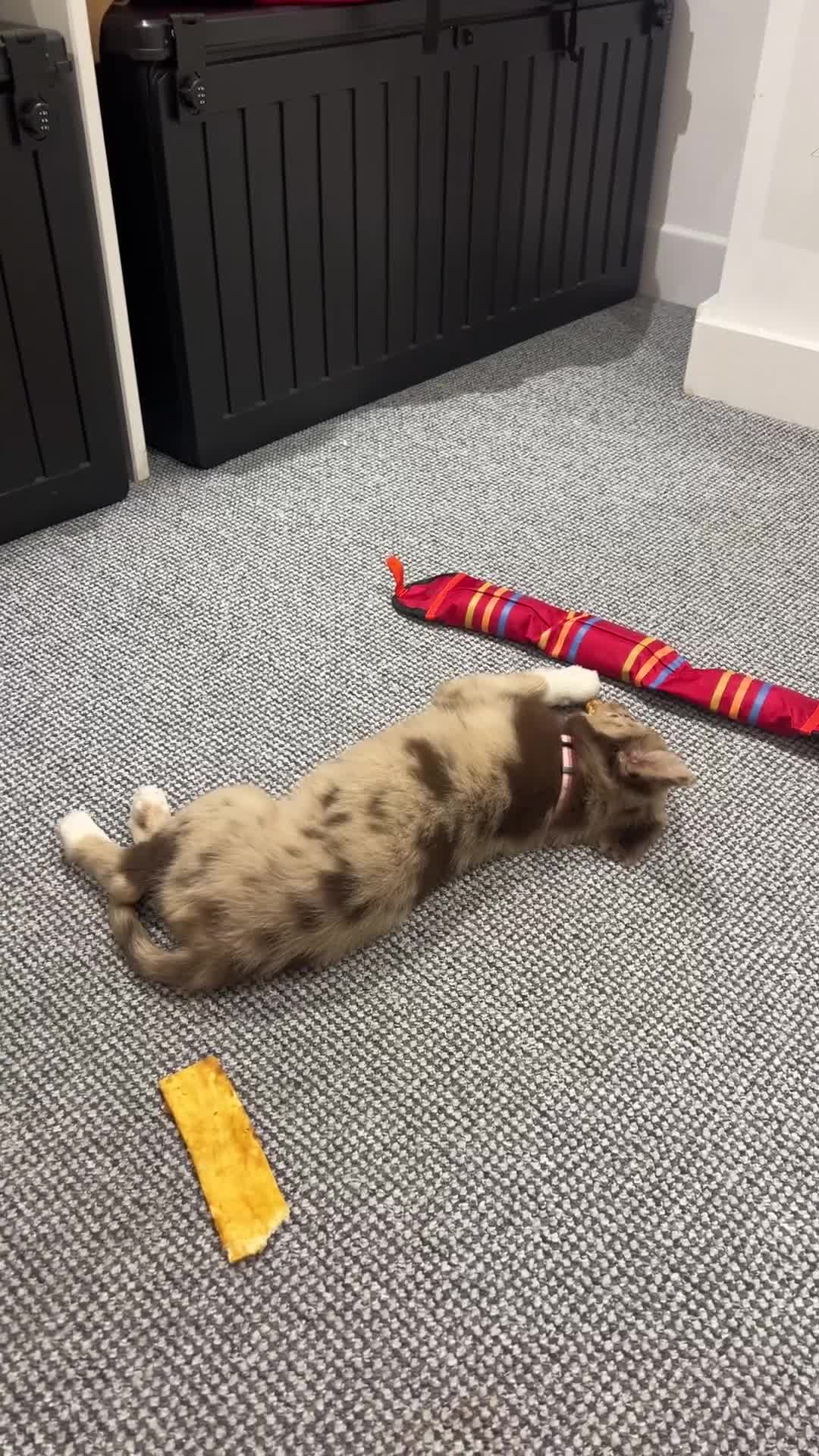 Border Collie dogs for sale: 10 week old Border collie  - Video 2