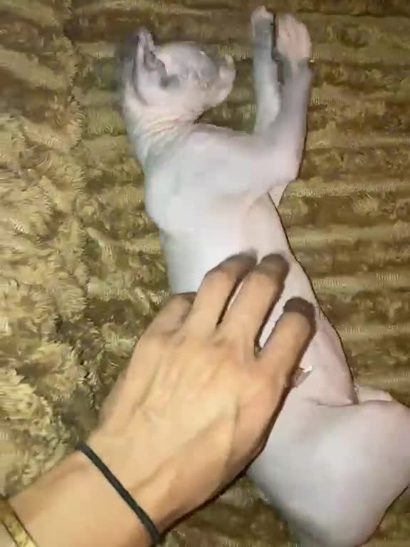 Sphynx cats for sale: Canadian elf sphinx - Video 1