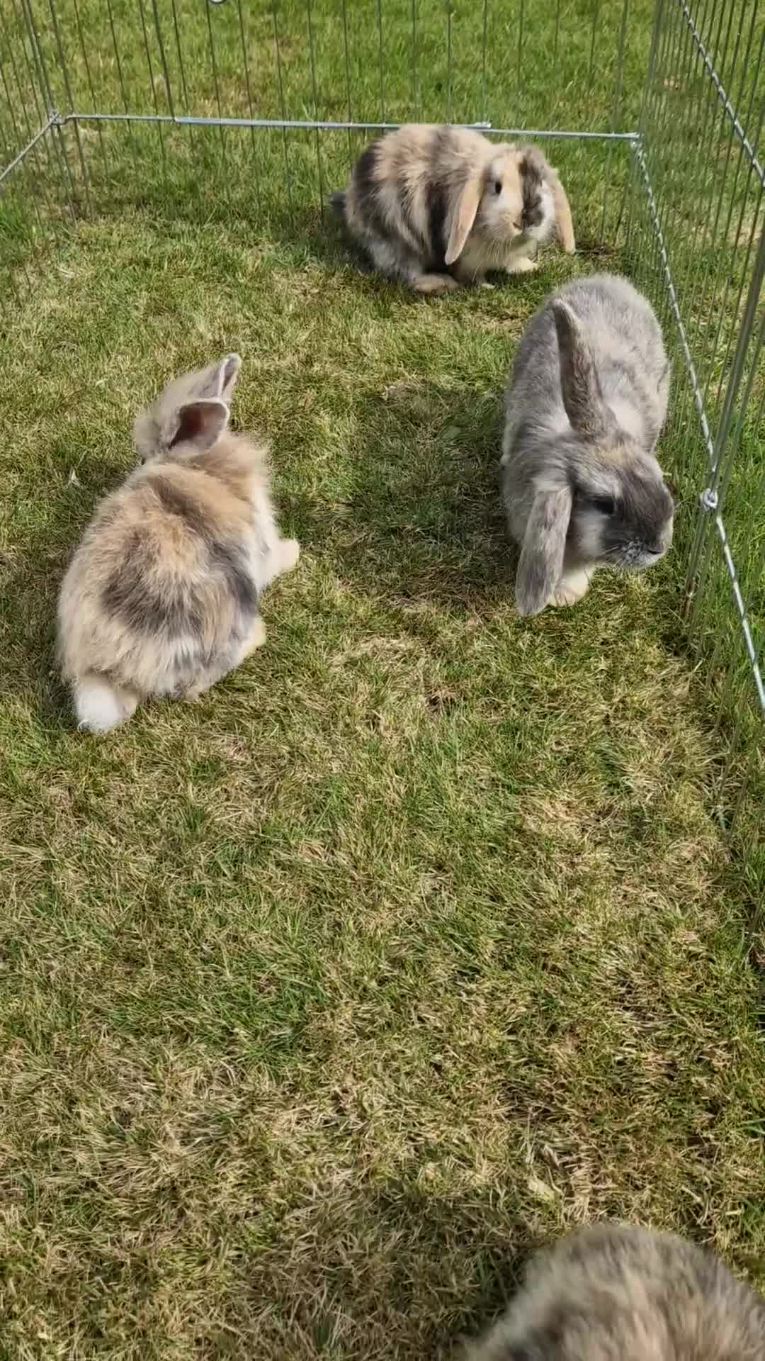 Mini Lion Lop rabbits for sale: Lion lops  - Video 1