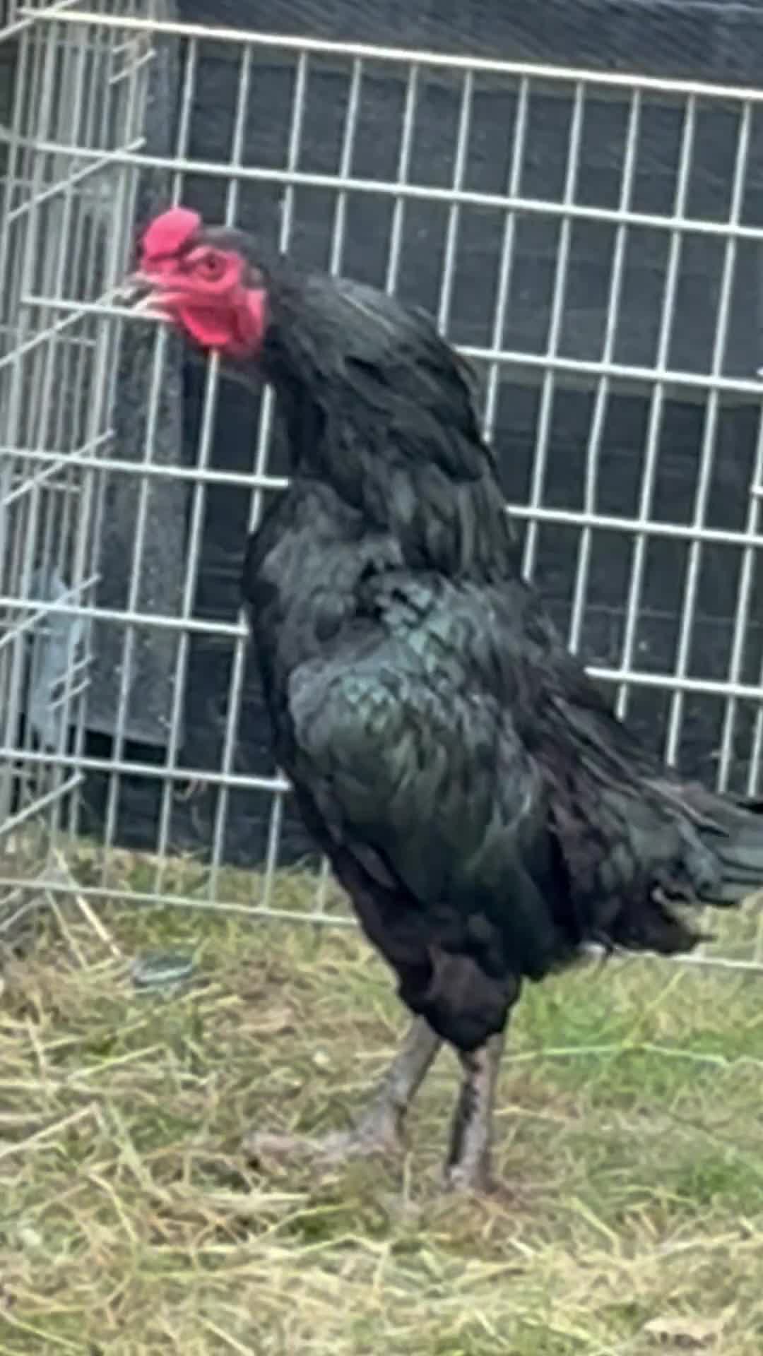 Chickens poultry for sale: Aseel cross chicken gamefowl - Video 2