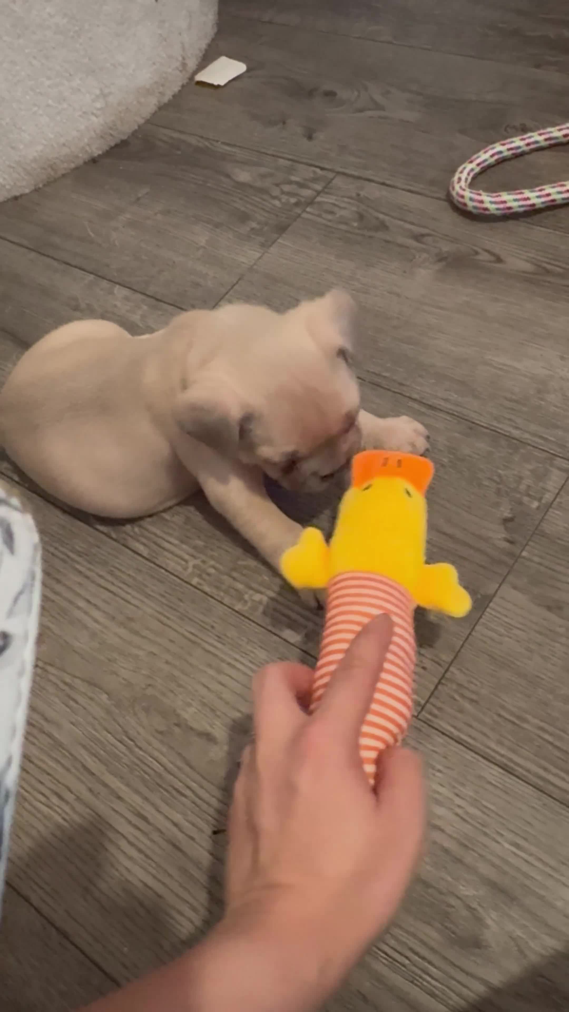 French Bulldog dogs for sale: 2 beautiful Frenchie puppies  - Video 1
