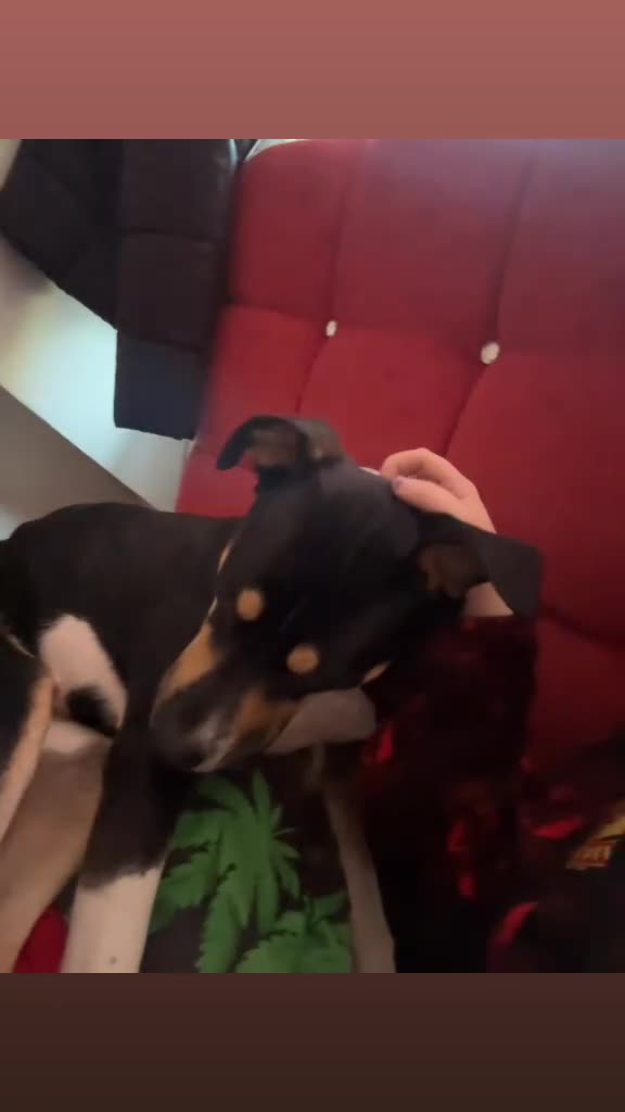 Mixed Breed dogs for sale: Sirus  - Video 1
