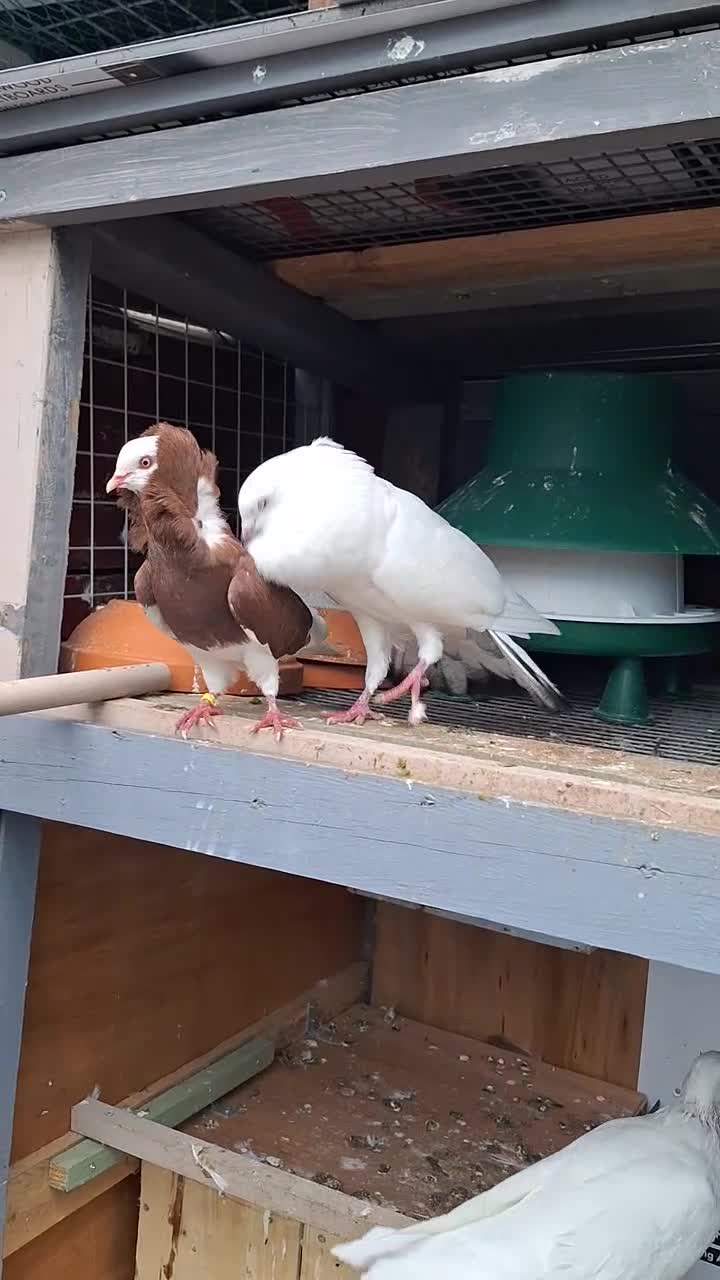 Pigeons birds for sale: 7 Pigeons for sale - Video 4