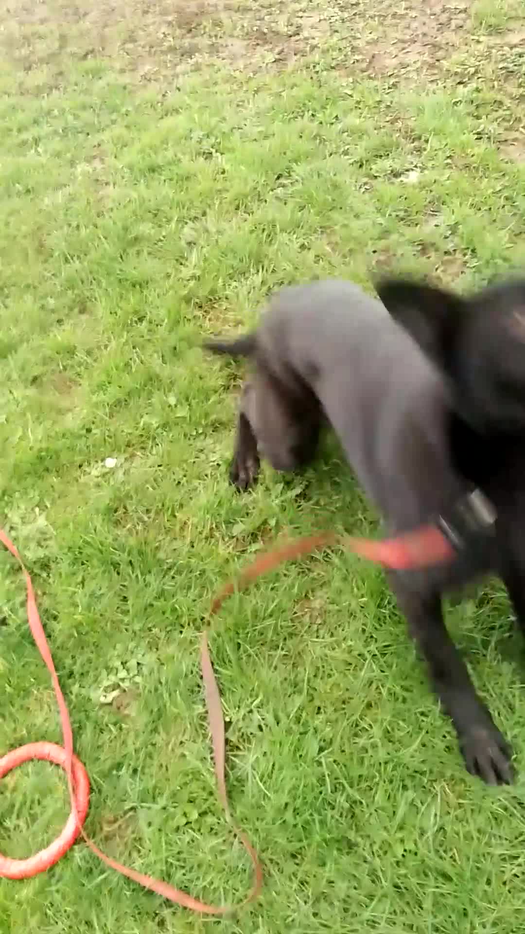 German Shepherd dogs for sale: Bitch German shepherd  - Video 1