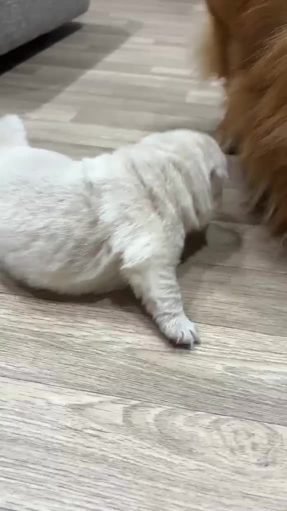 Chow Chow dogs for sale: Chow chow - Video 2