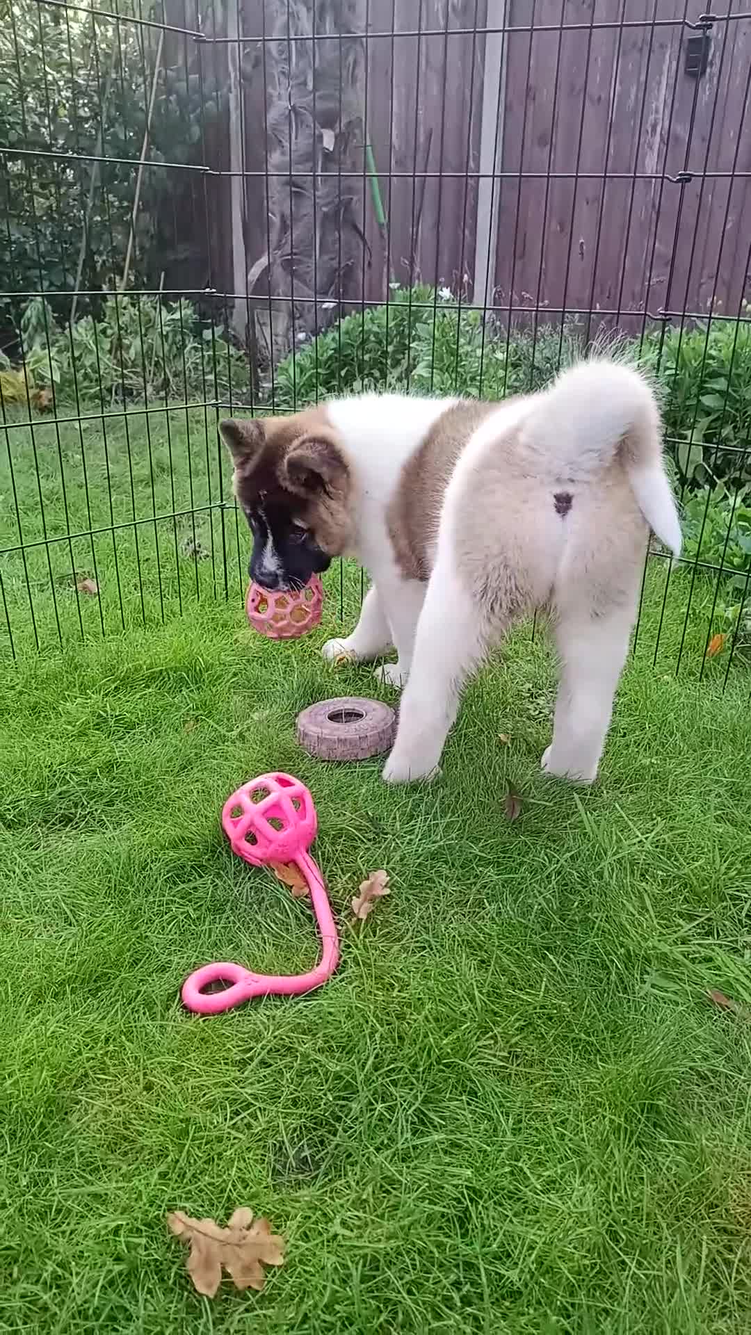 Akita dogs for sale: Beautiful KC registered Akitas  - Video 1