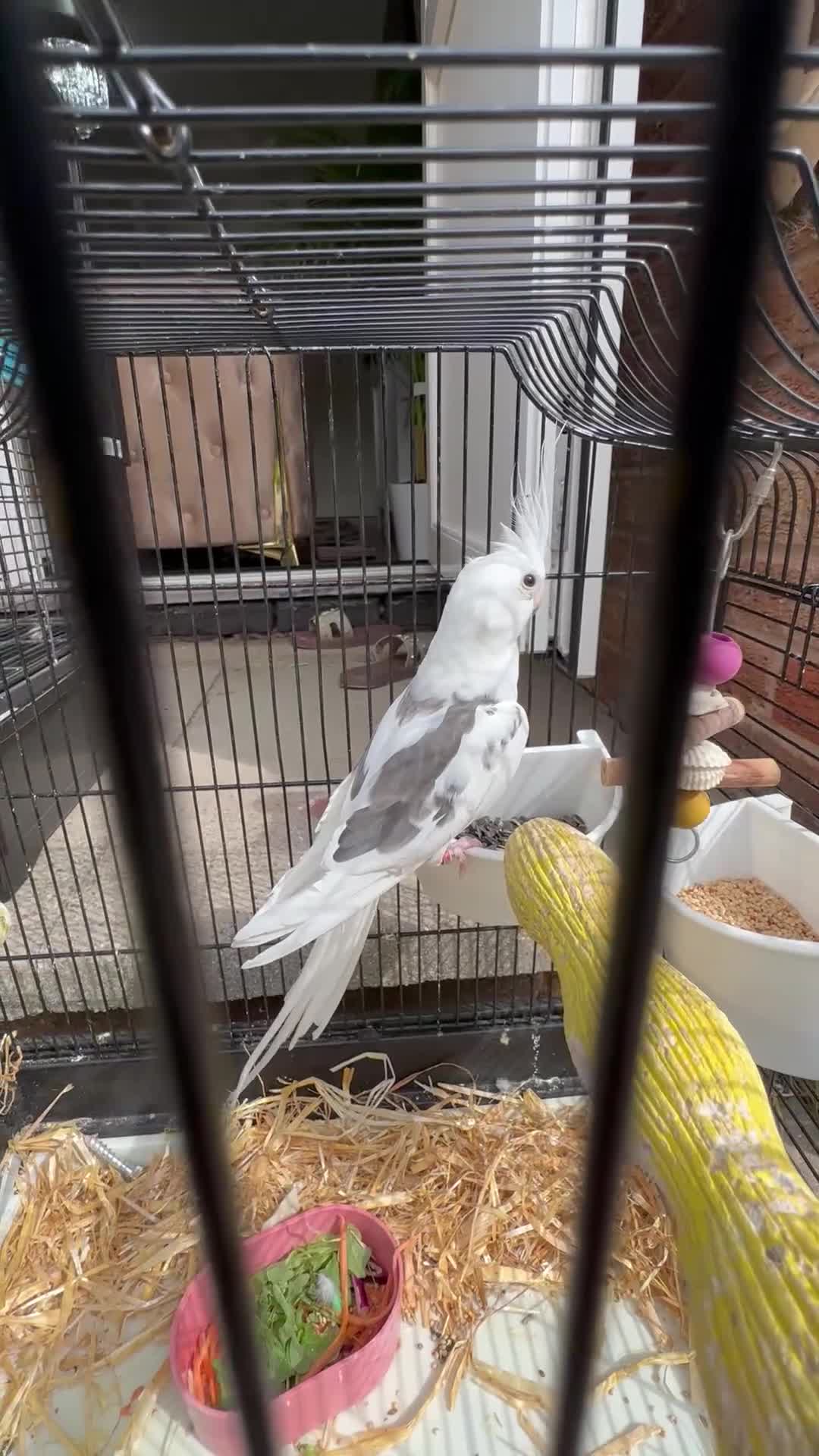 Cockatiels birds for sale:  Male Tame cockatiel for sale  - Video 3