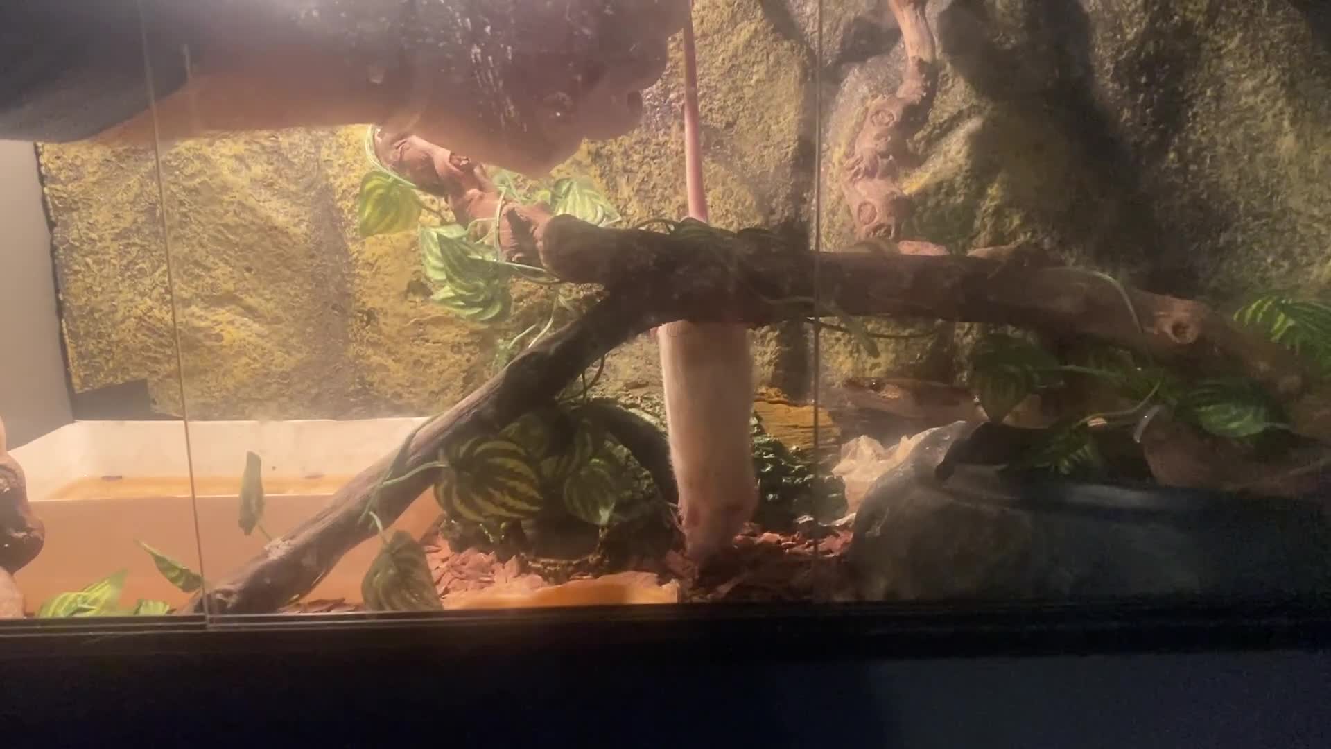 Python Snake reptiles for sale: Bull python  - Video 1
