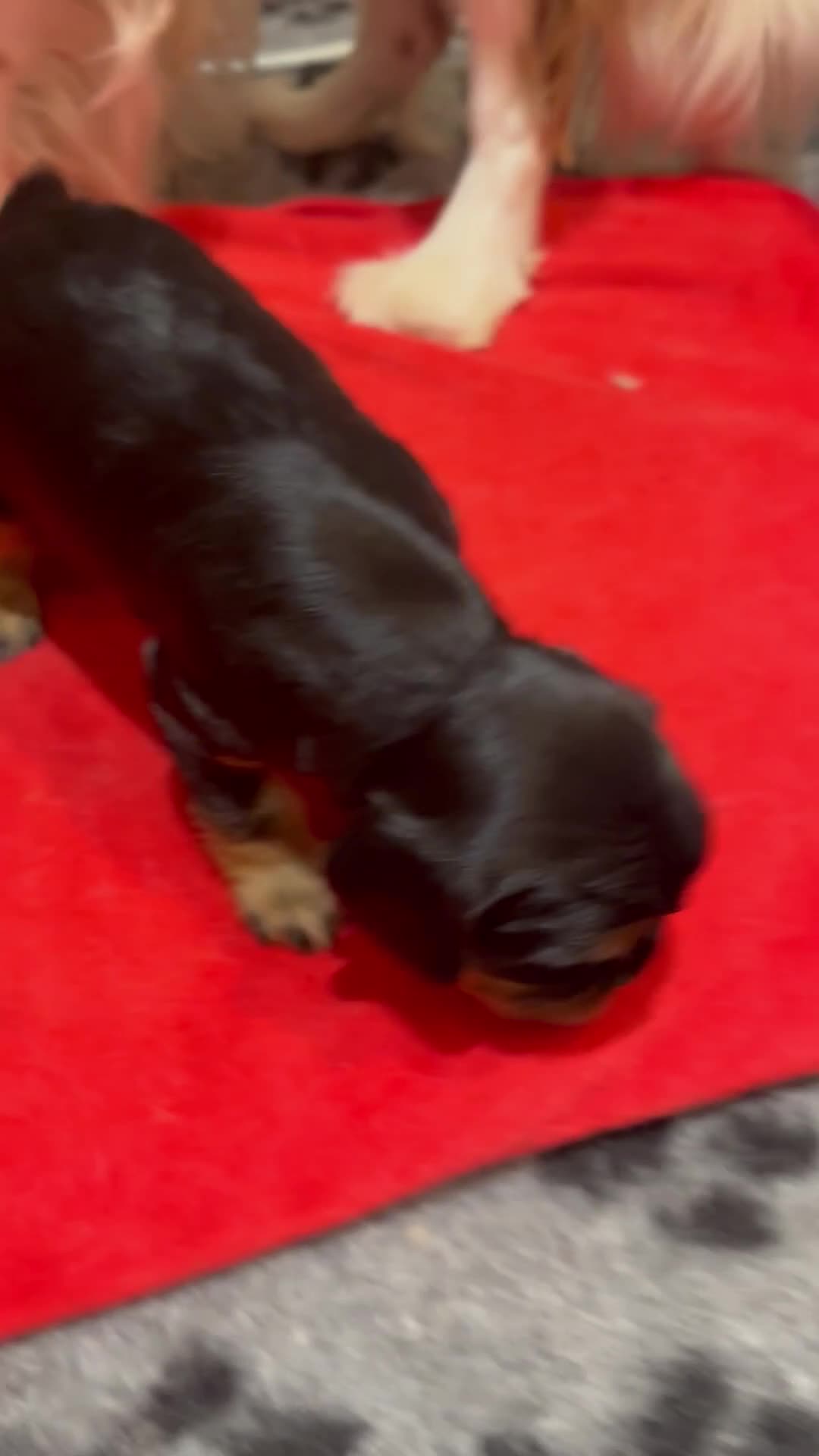 Cavalier King Charles Spaniel dogs for sale: Pure breed cavalier King Charles puppies - Video 1