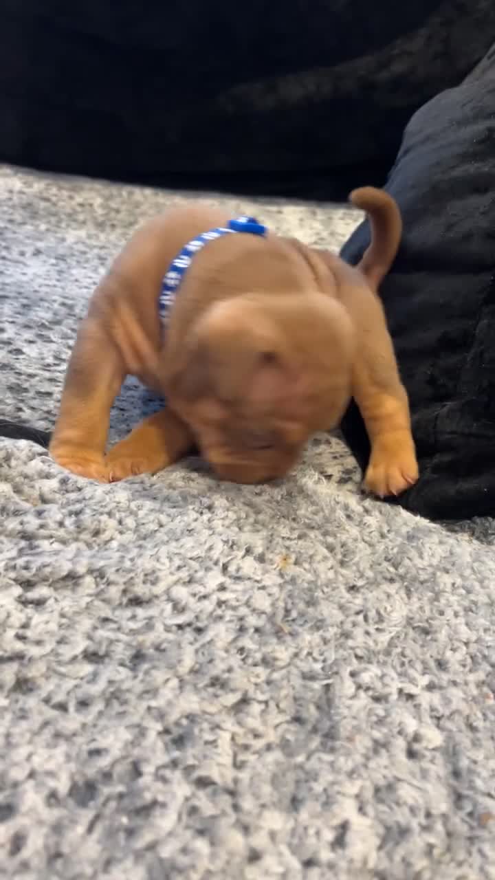 American Bully dogs for sale: Stunning pocket bullie’s  - Video 2