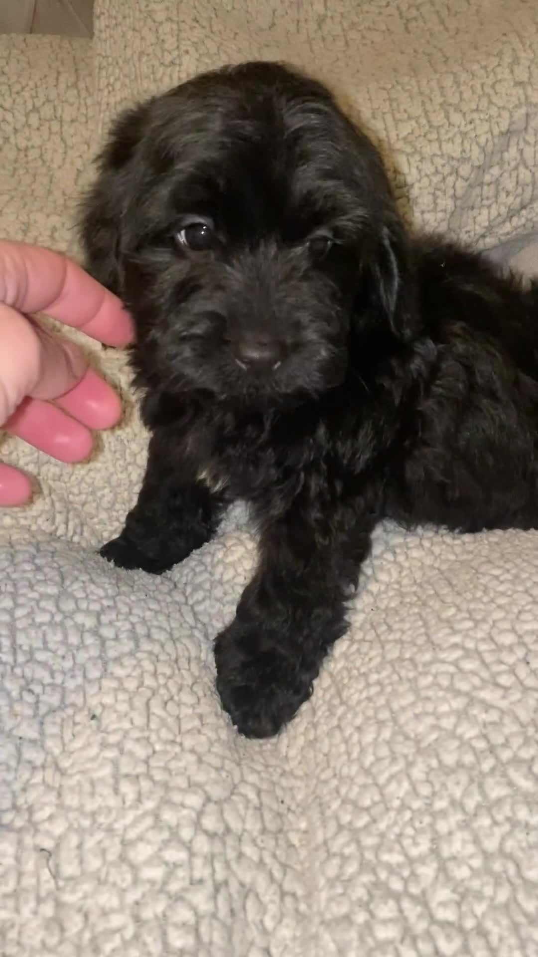 Cockapoo dogs for sale: Cockerpoo puppy’s  - Video 2