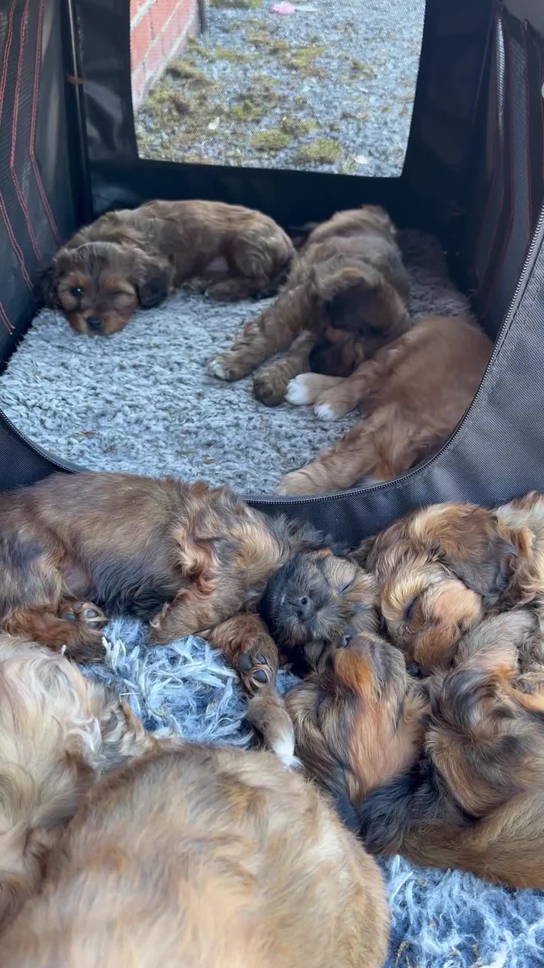 Mixed Breed dogs for sale: Havatoodle Pups - Video 1