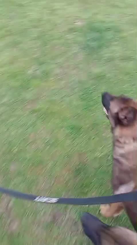 Belgian Shepherd Dog dogs for sale: Belgian Malinois Puppies Ready Now - Video 5