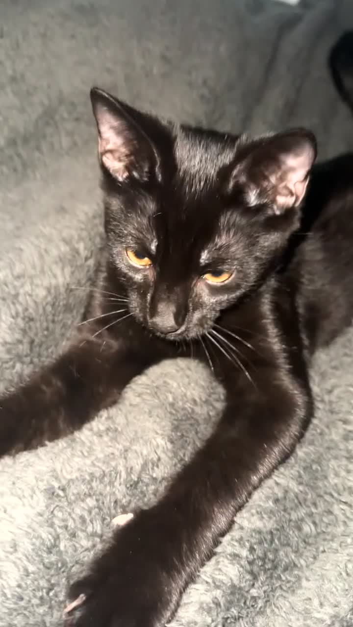 British Shorthair cats for sale: Female Kitten for sale  - Video 2