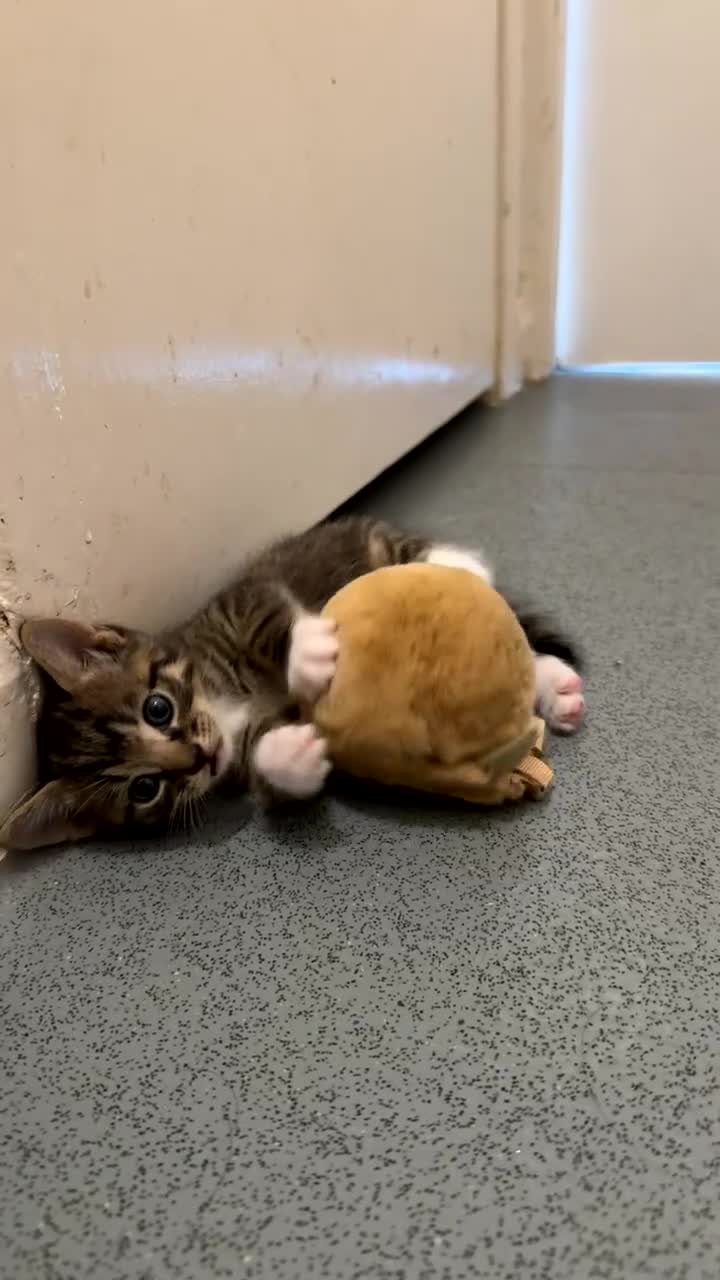 Domestic Shorthair cats for sale: Male tabby for sale - Video 1