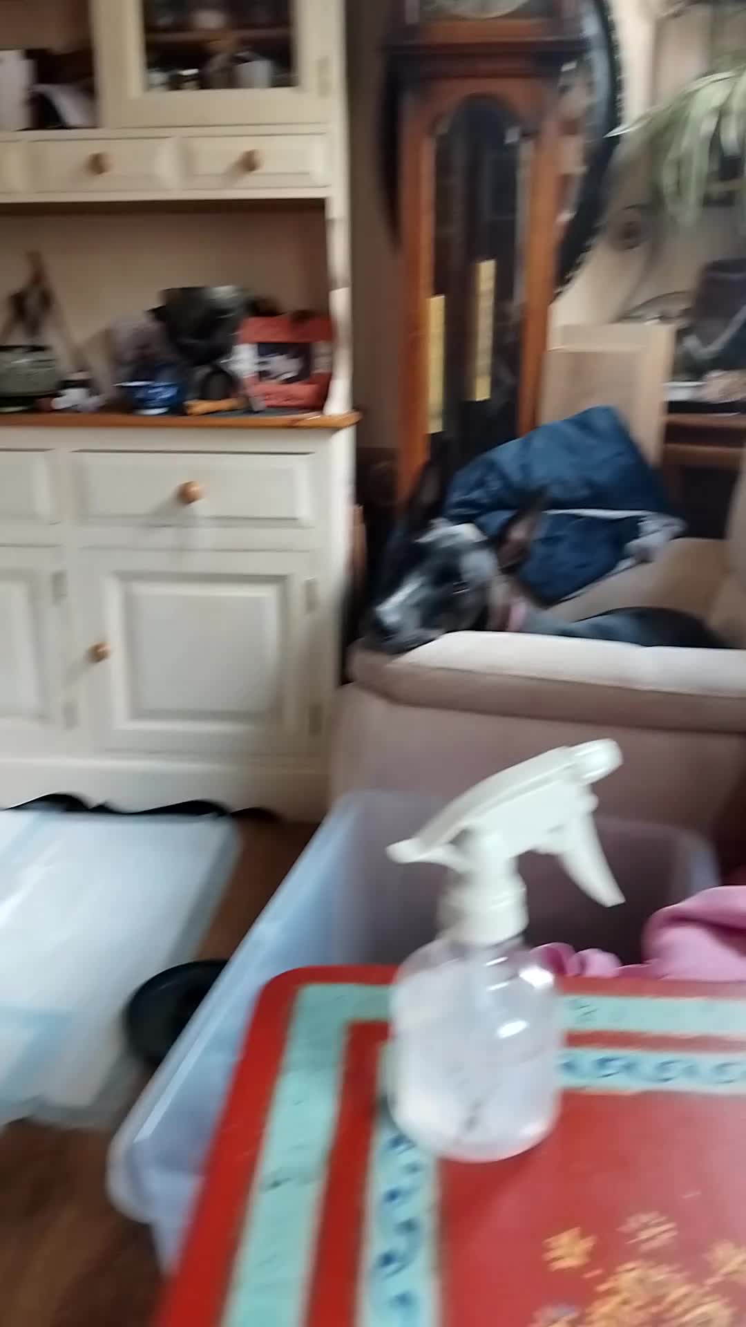 Lurcher dogs for sale: Bedlington greyhound x bull lurcher pups - Video 1