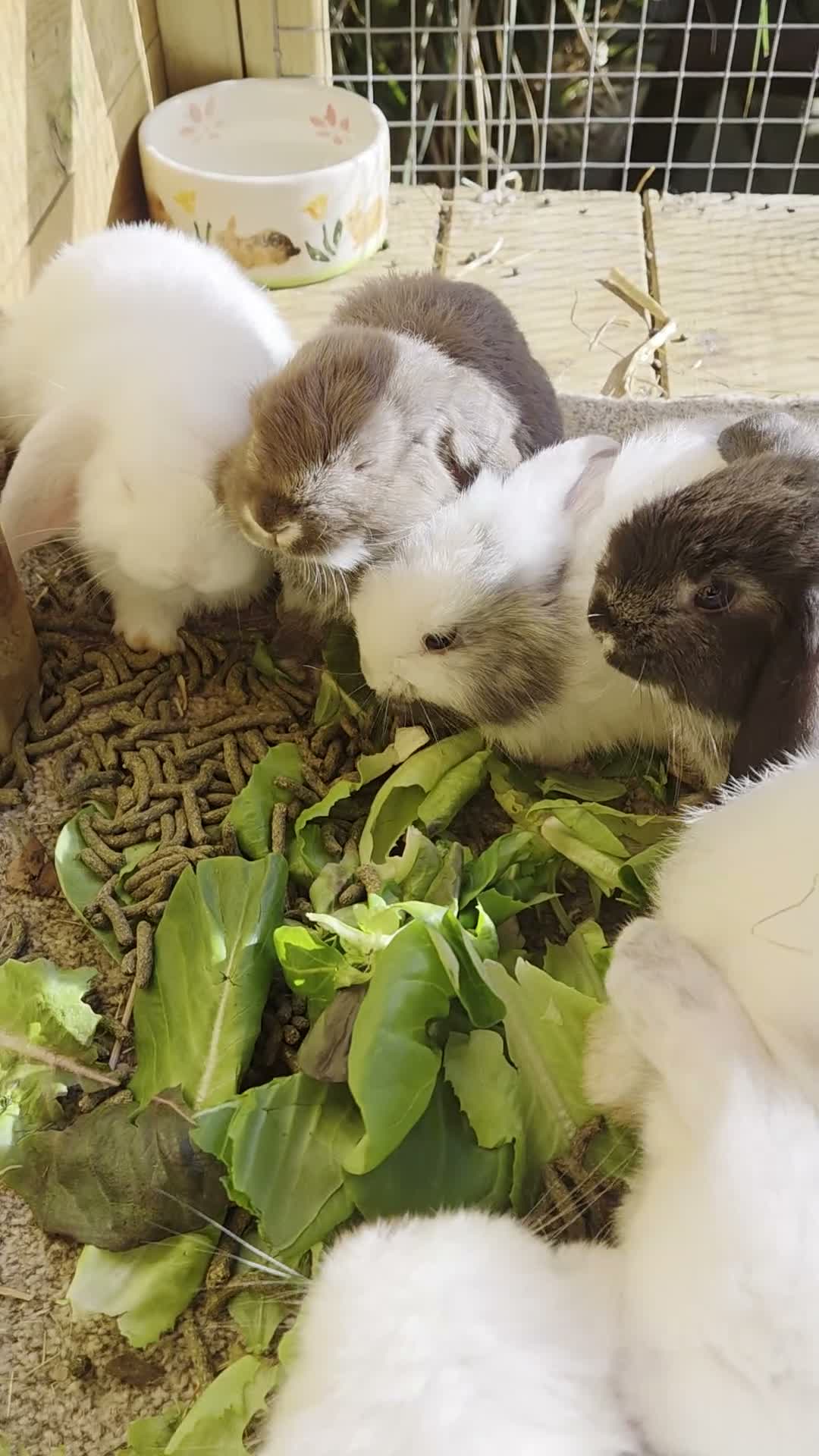 French Lop rabbits for sale: French lops 2 x doe's 2 x Bucks - Video 1