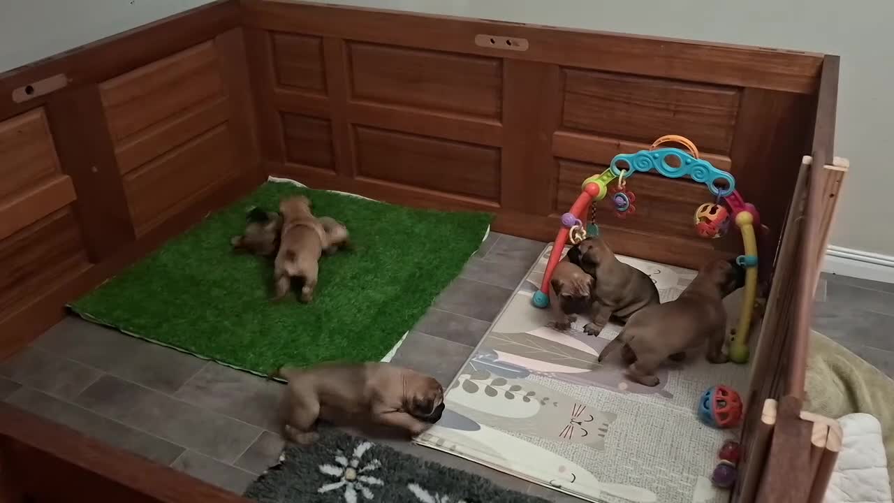 Bullmastiff dogs for sale: Exceptional litter of bullmastiffs  - Video 1