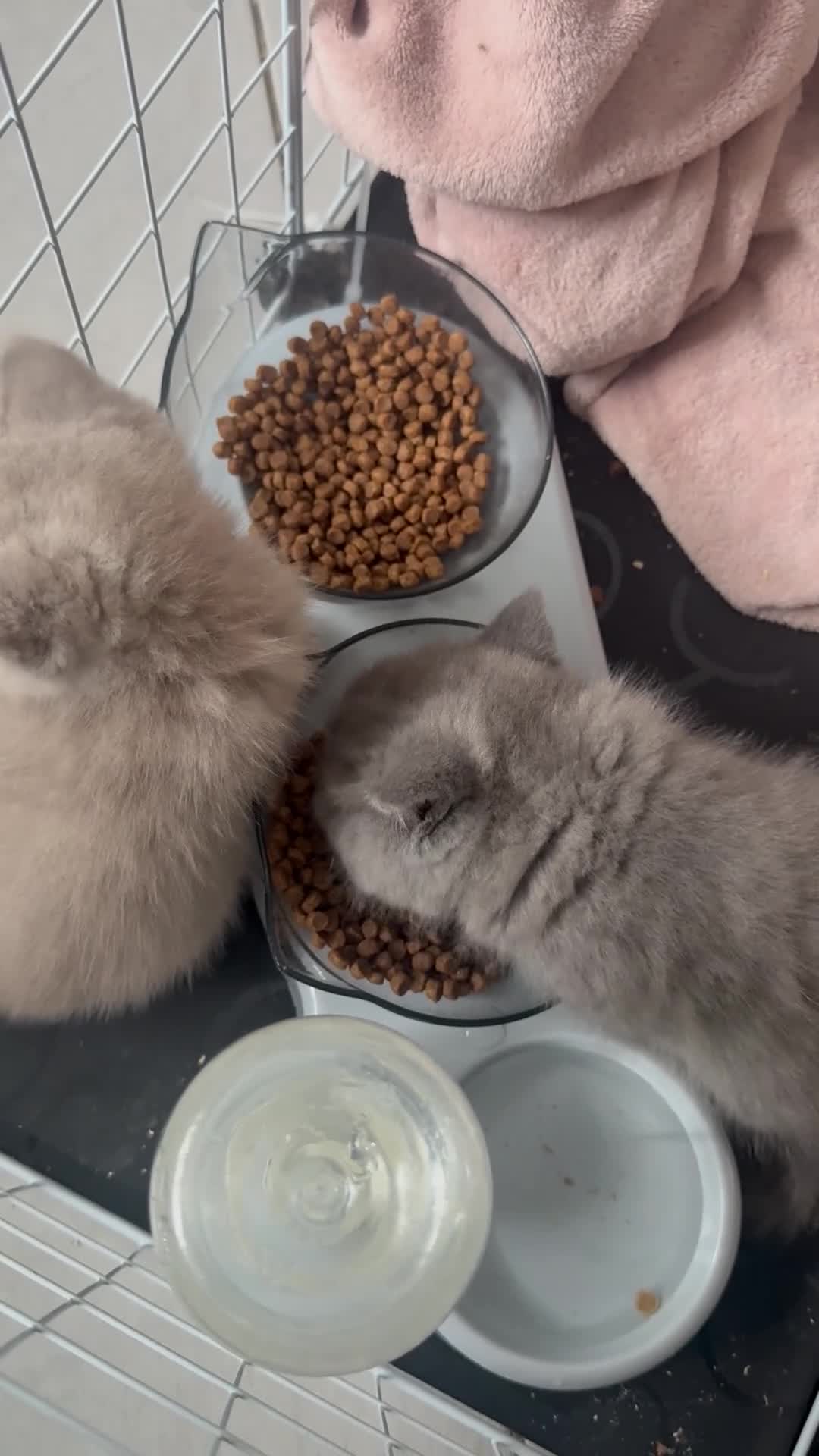 British Shorthair cats for sale: British Shorthair Teddys 🐻 Cinnamon now reserved! - Video 4