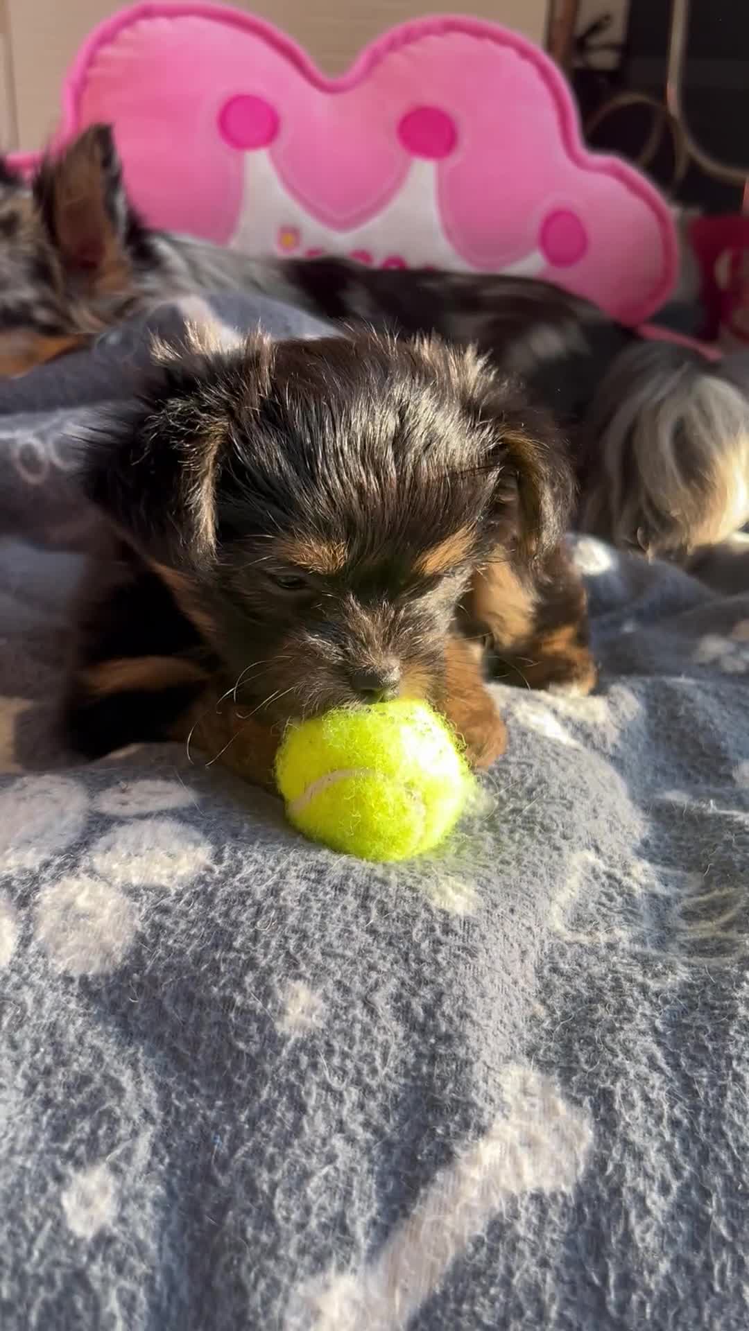 Chorkie dogs for sale: CHORKIE PUPS AVAILABLE NOW - Video 2