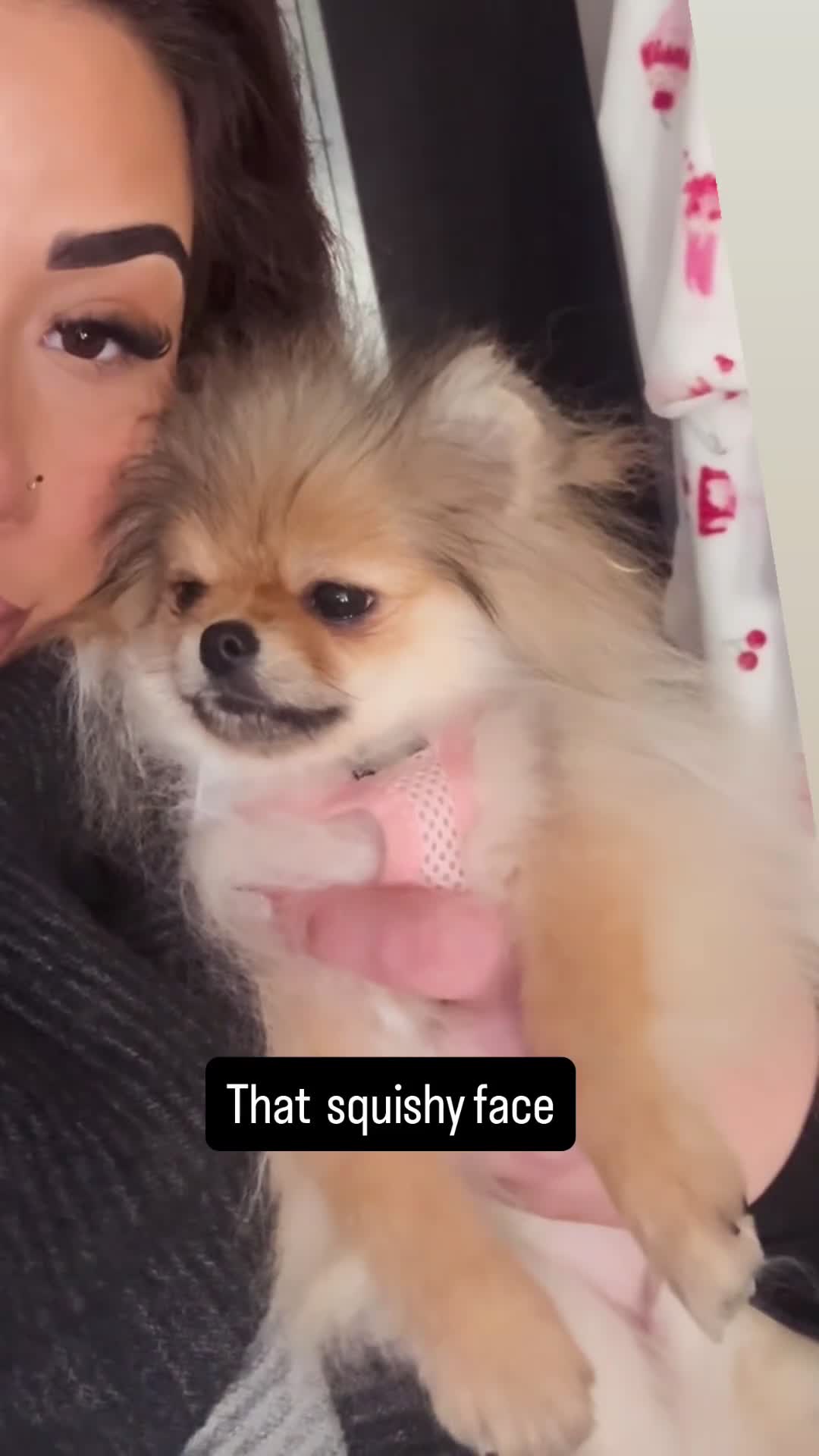 Pomeranian dogs for sale: Black & tan  mini boy 🖤🧡 - Video 1