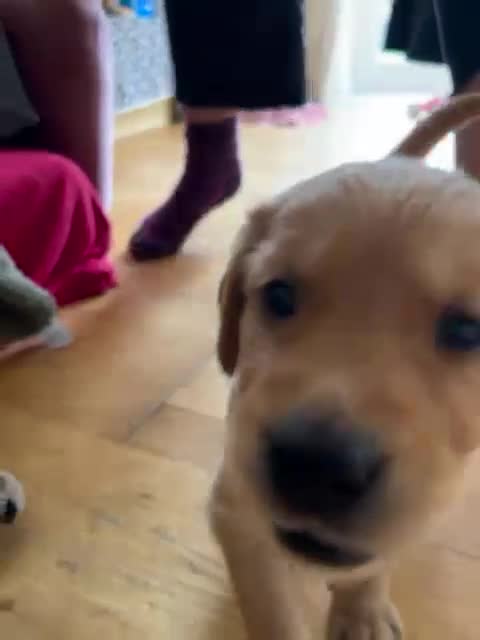 Golden Retriever dogs for sale: 🐾 Ready Soon!! KC Golden Retriever Male Puppies - Video 1