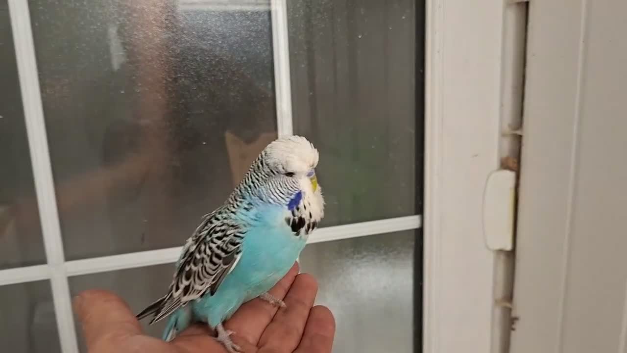 Budgerigars birds for sale: Exhibition Budgies for Sale  - Video 2