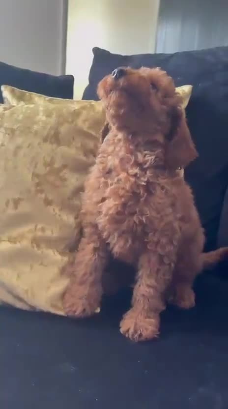 Miniature Poodle dogs for sale: Beautiful Red Miniature Poodle Boy – 4 Months Old  in Rochdale - Video 1