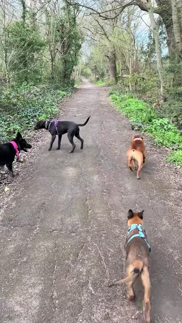 Mixed Breed dogs for sale: Trainer Rehome - Lily is ready for her family 💜 - Video 2