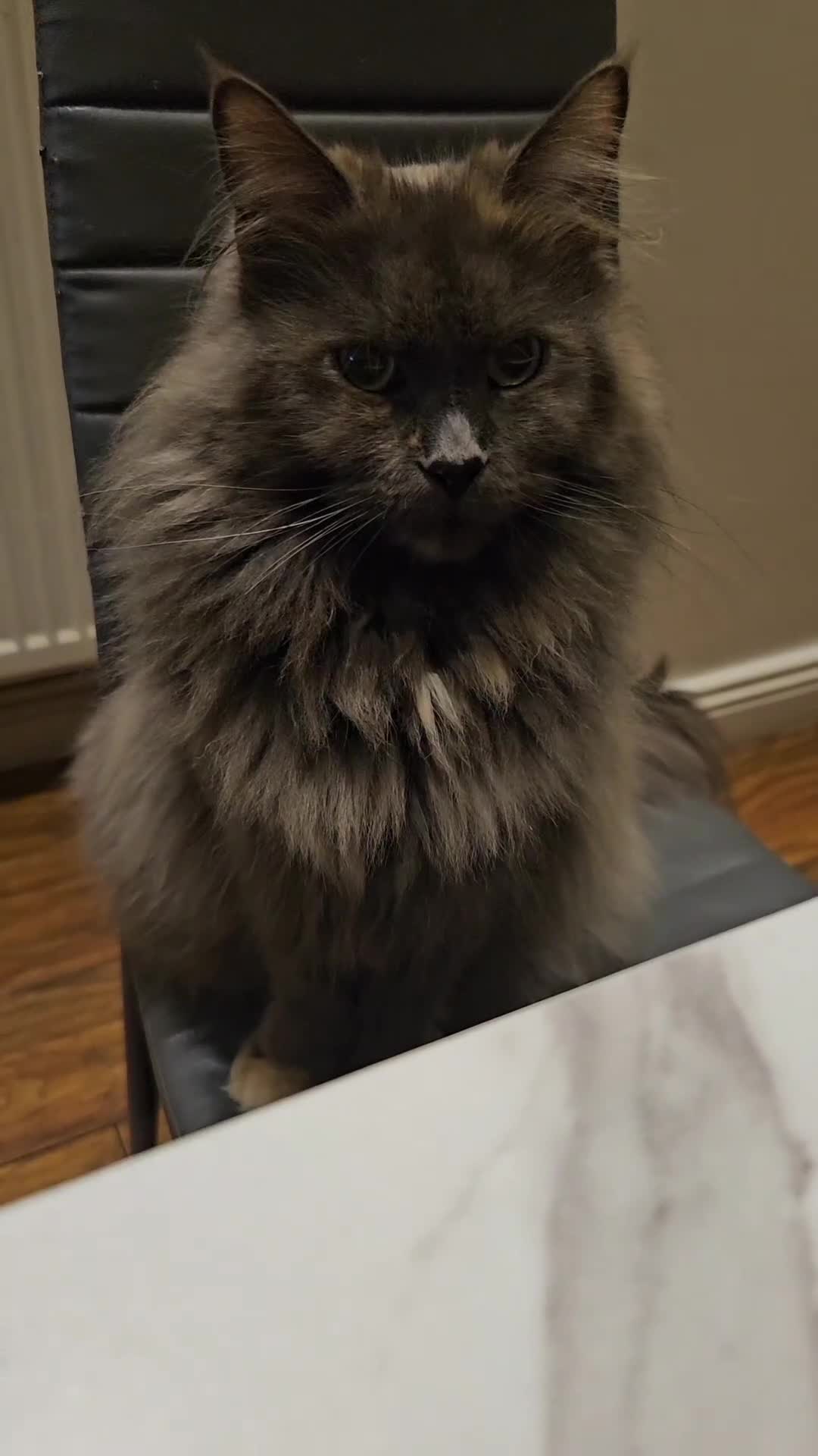 Maine Coon cats for sale: Maine Coon Pure Bread  - Video 1