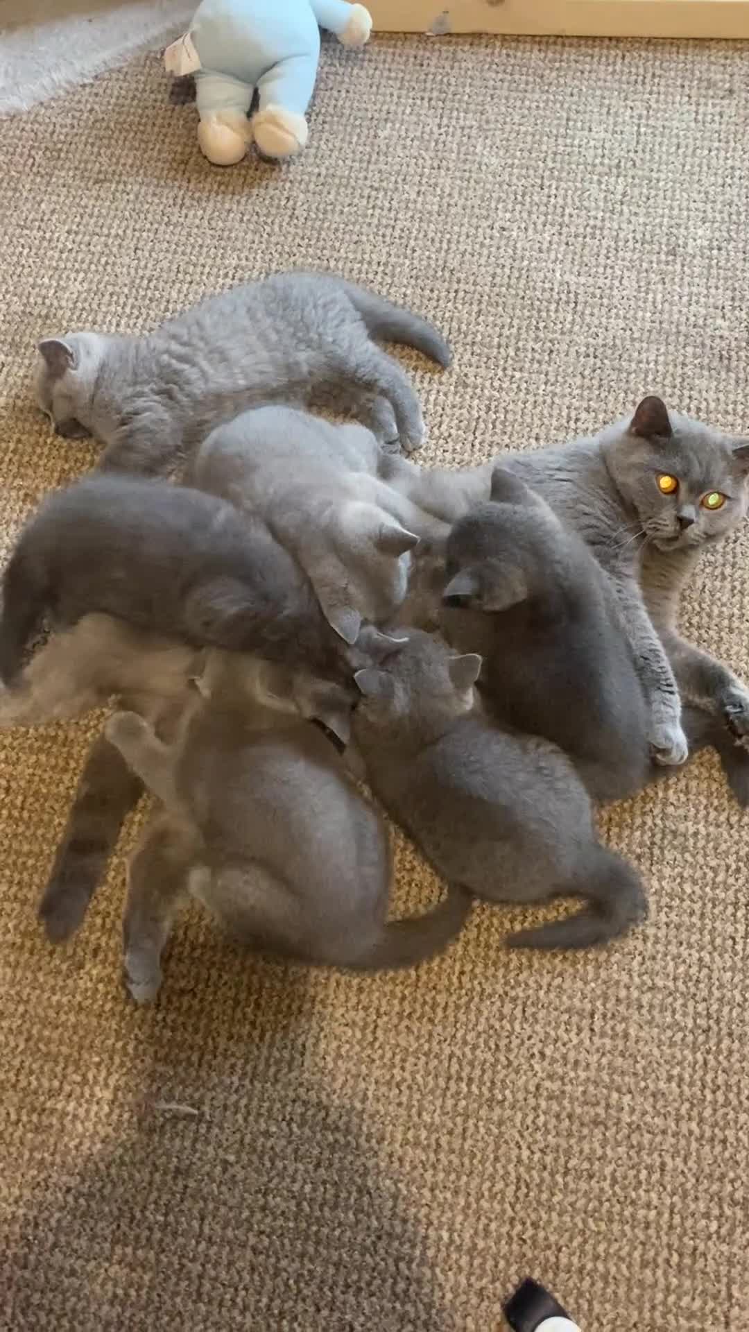 British Shorthair cats for sale:     “Beautiful British Shorthair Kittens” - Video 1