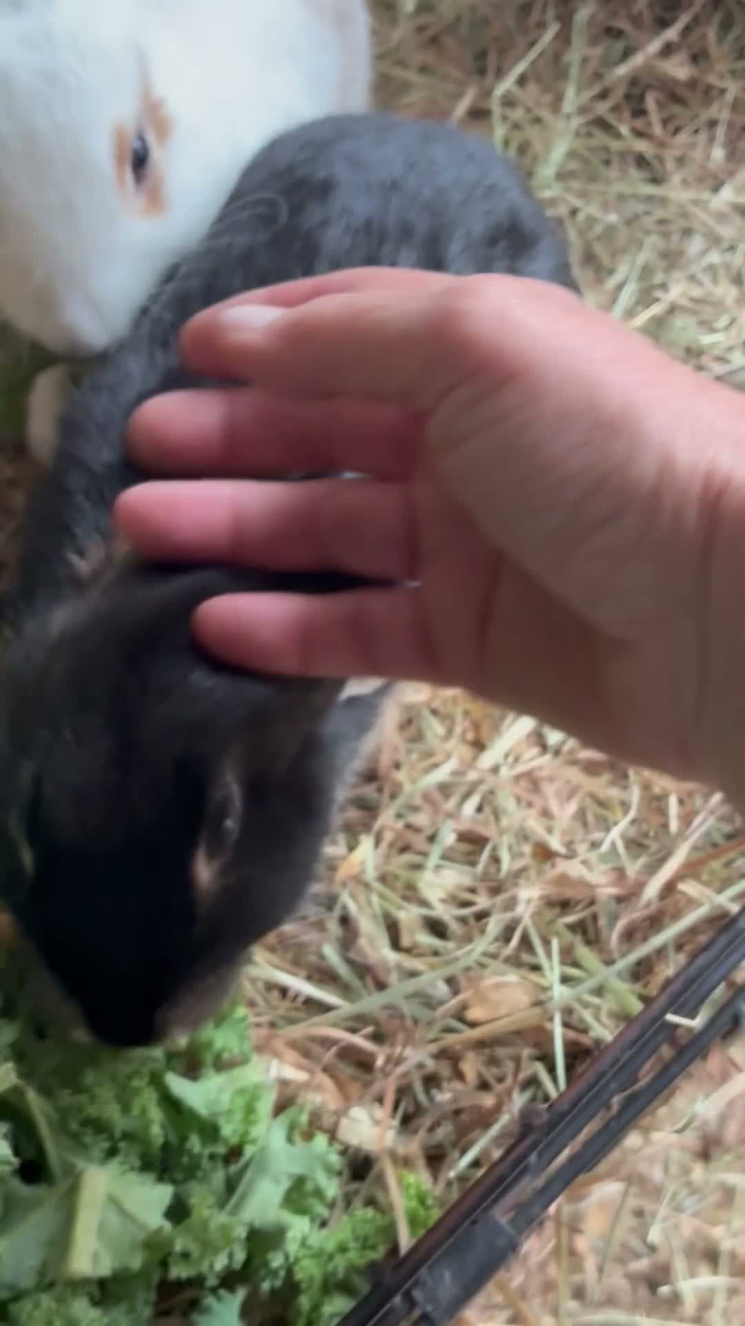 Mixed Breed rabbits for sale: Beautiful Mixed Breed Baby Rabbits  - Video 1