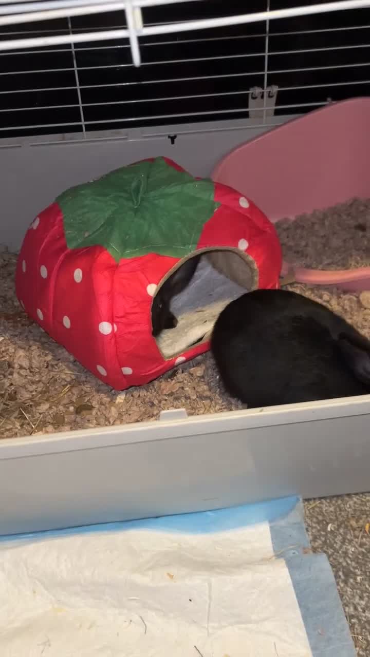 Mixed Breed rabbits for sale: Black Female Rabbit - Video 4