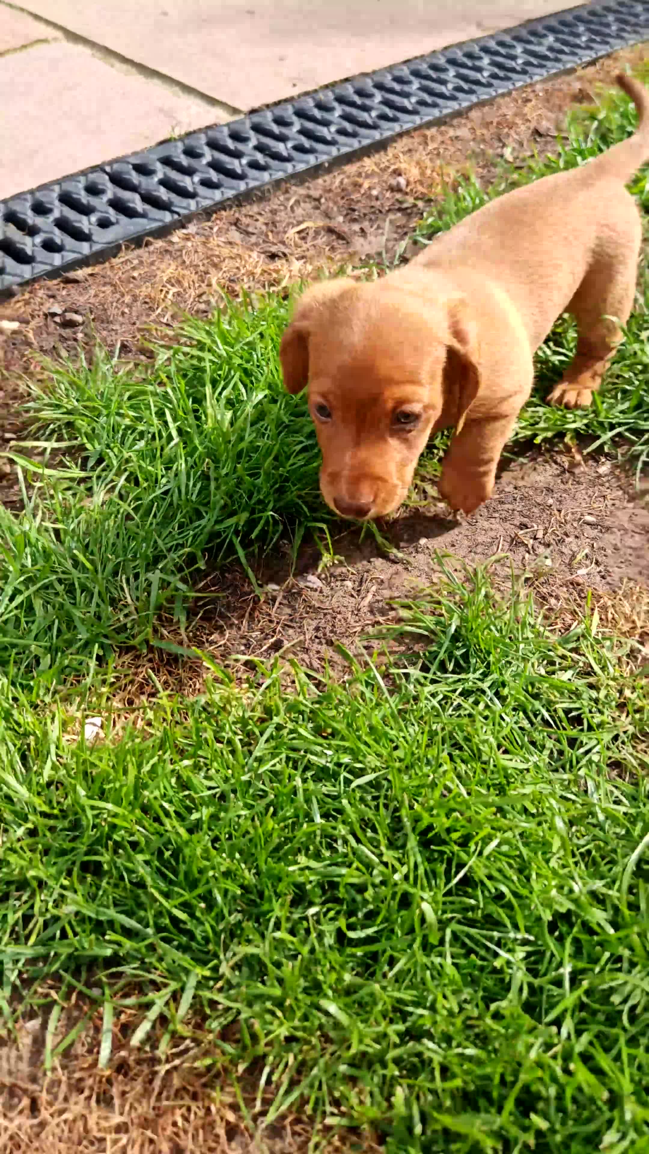 Miniature Dachshund dogs for sale: Exceptional Miniature Dachshunds Babies in Littleborough - Video 5
