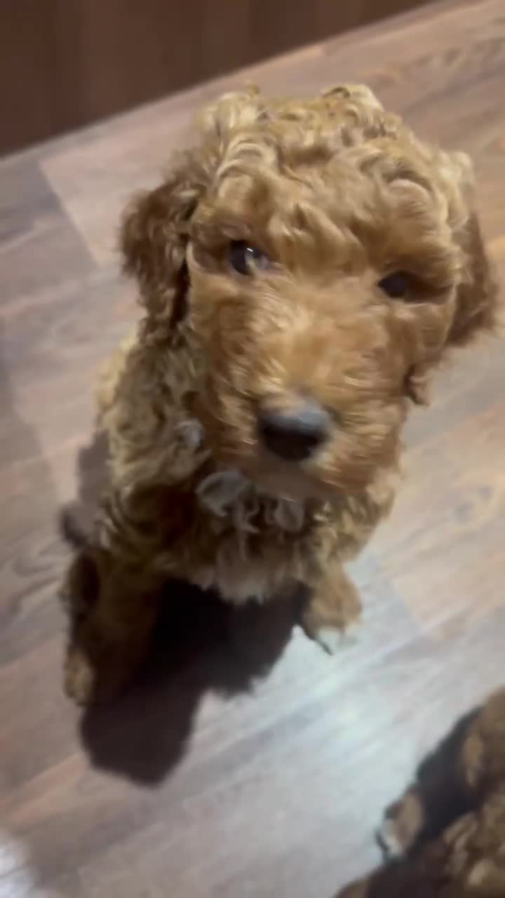 Poodle dogs for sale: Standard poodle  - Video 3