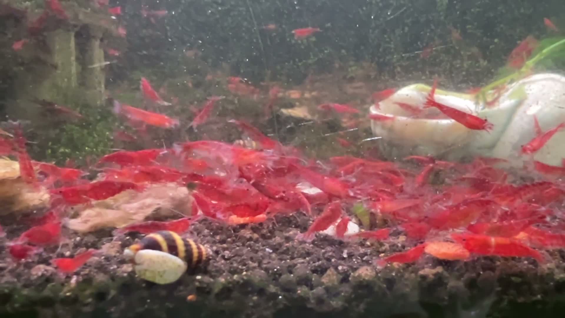 Shrimps fish for sale: Healthy Red Cherry Shrimp (Neocaridina)  - Video 1