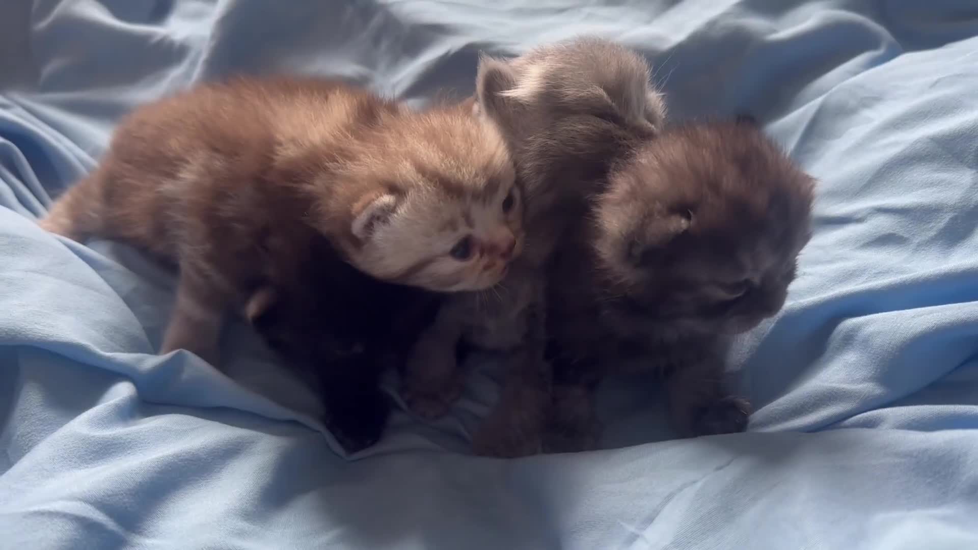 Persian cats for sale: Beautiful Persian kittens - Video 1