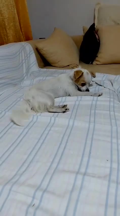 Mixed Breed dogs for adoption: Beautiful and Gentle NIVA - for a Loving Home - Video 2