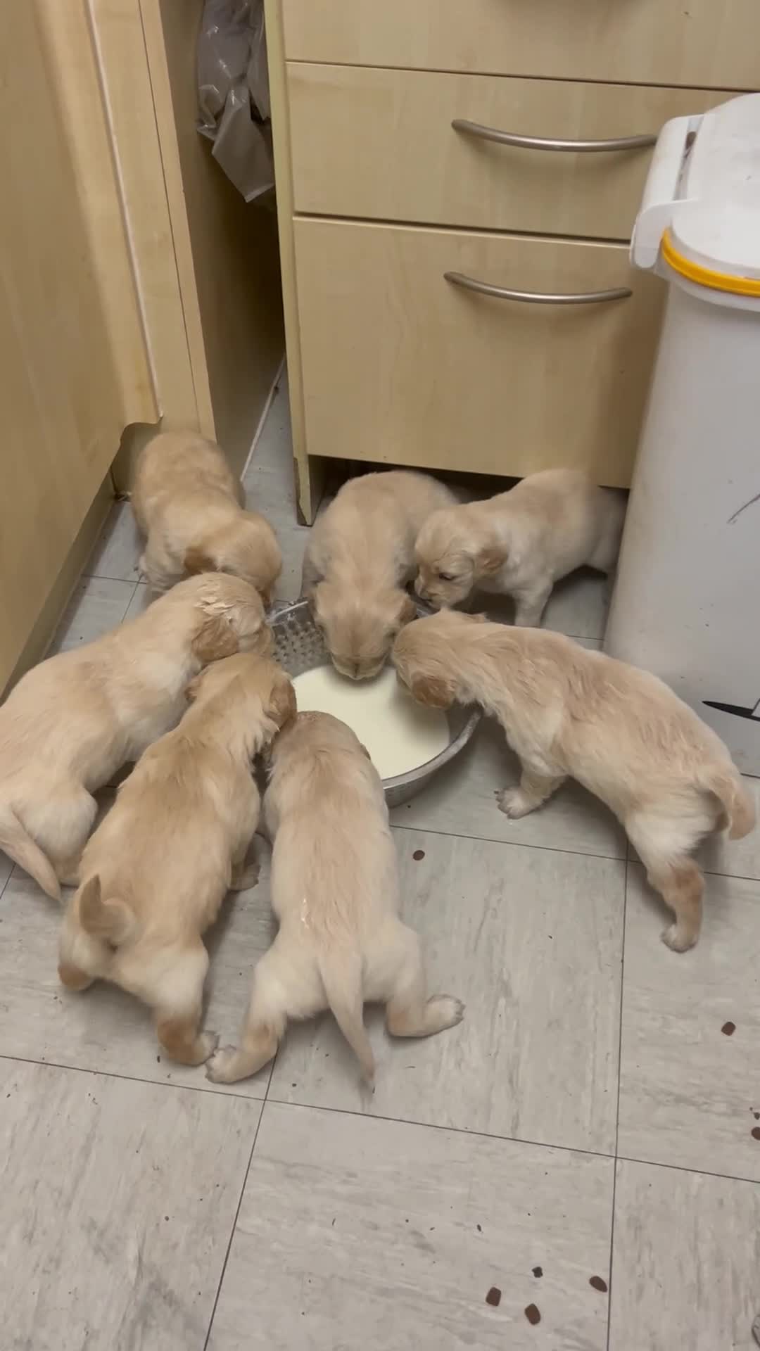 Golden Retriever dogs for sale: Pure breed, show line, ready 23/12/25  - Video 1